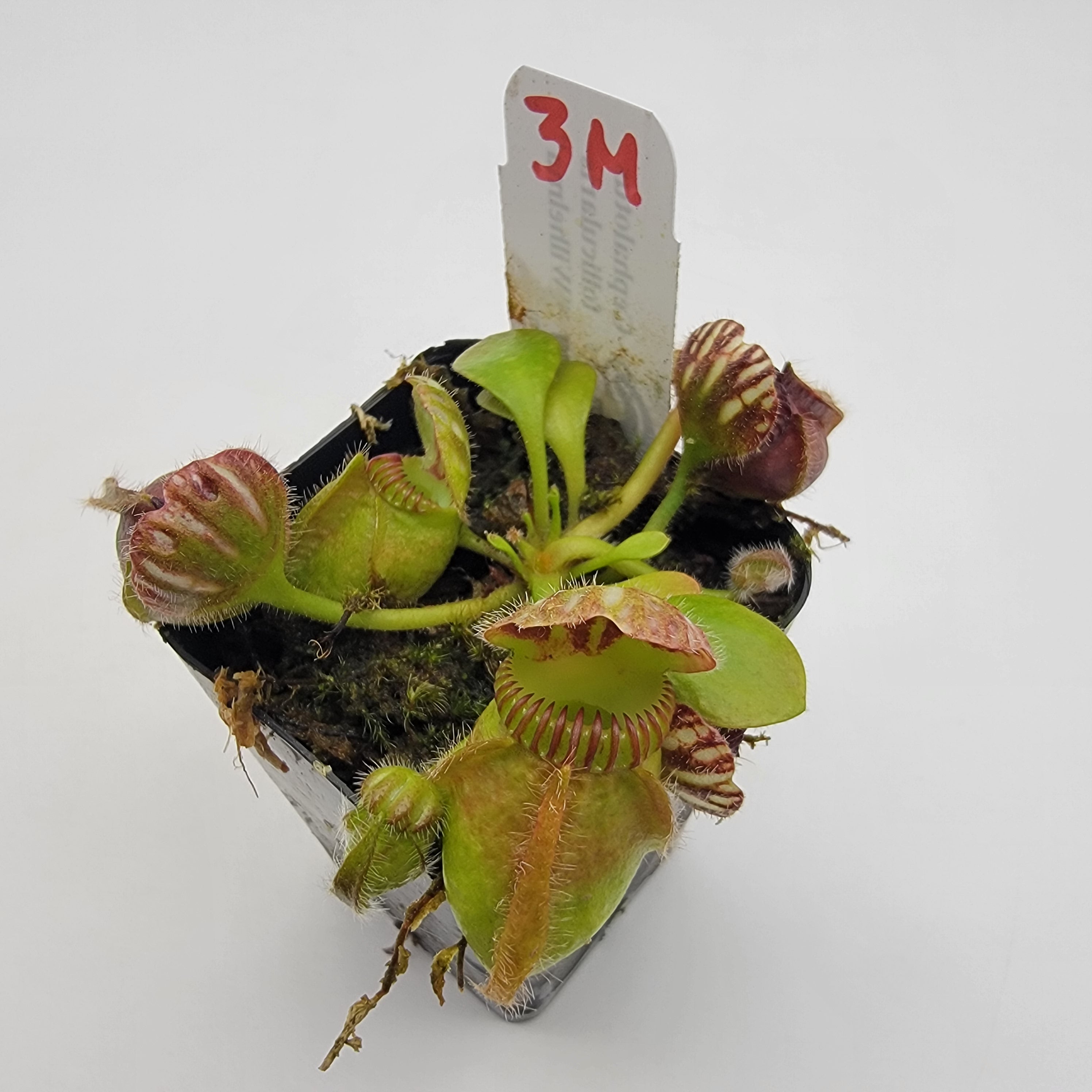 Cephalotus follicularis "Wilhelma"