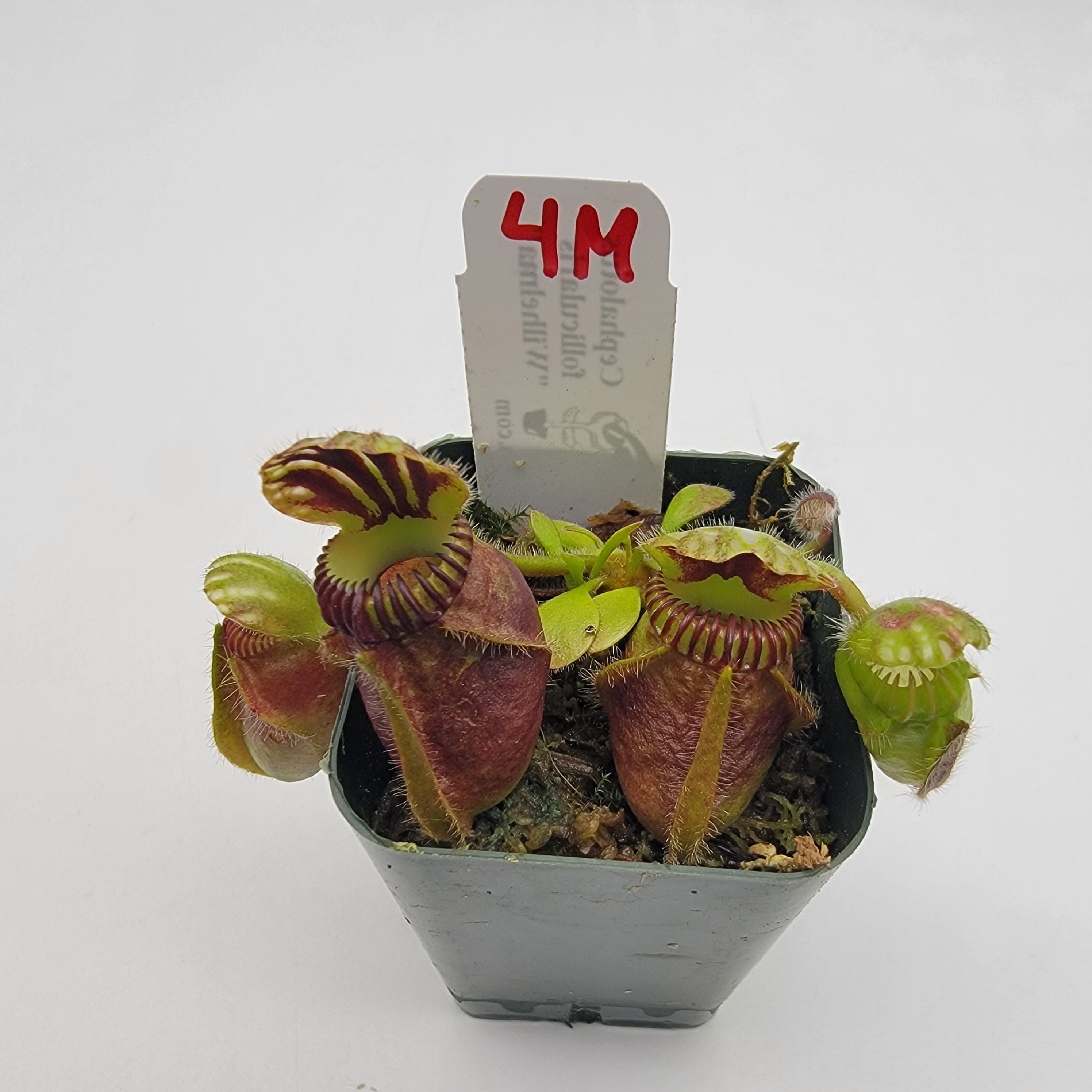 Cephalotus follicularis 