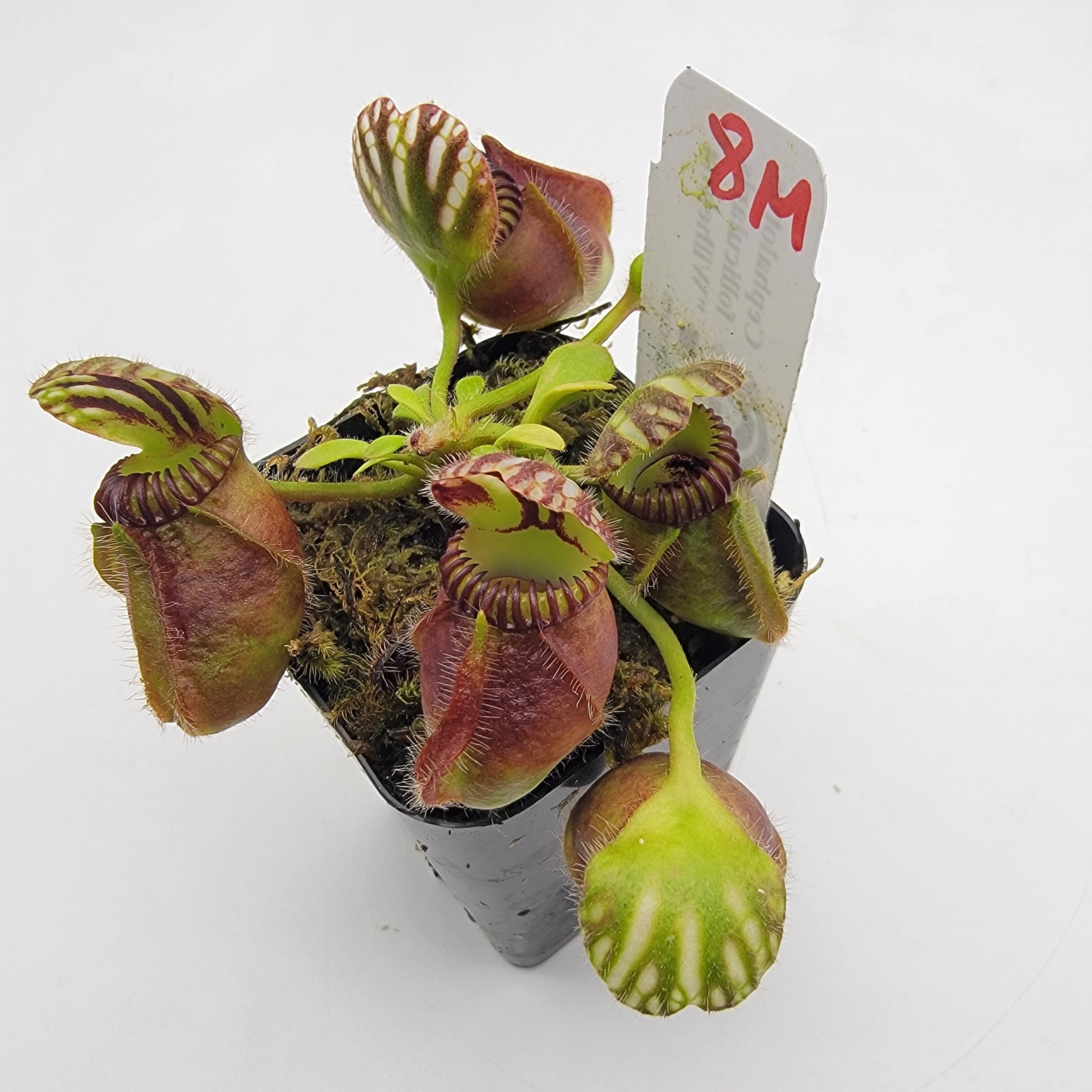 Cephalotus follicularis "Wilhelma"