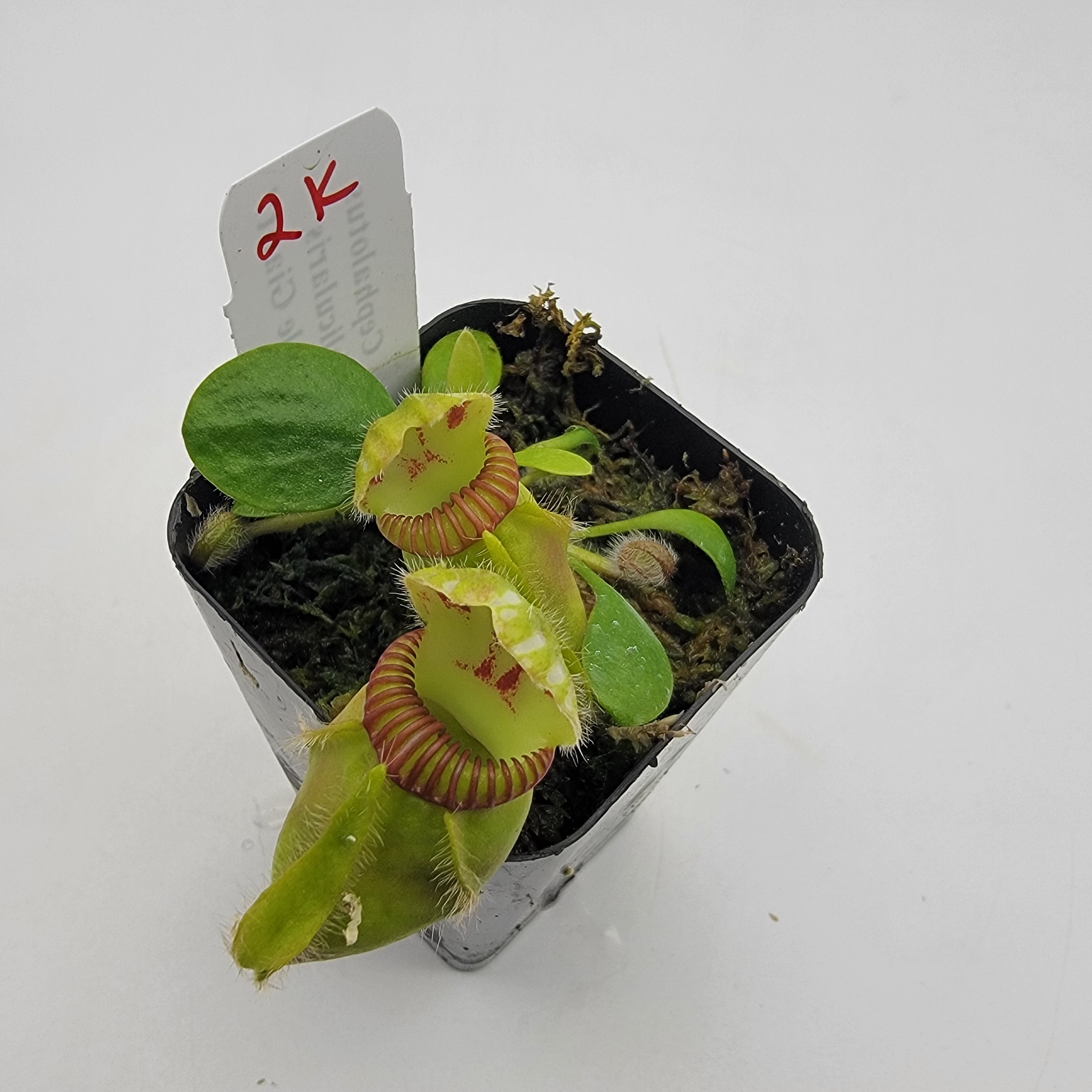 Cephalotus follicularis "Bubble Giant" WBG (1K-9K)