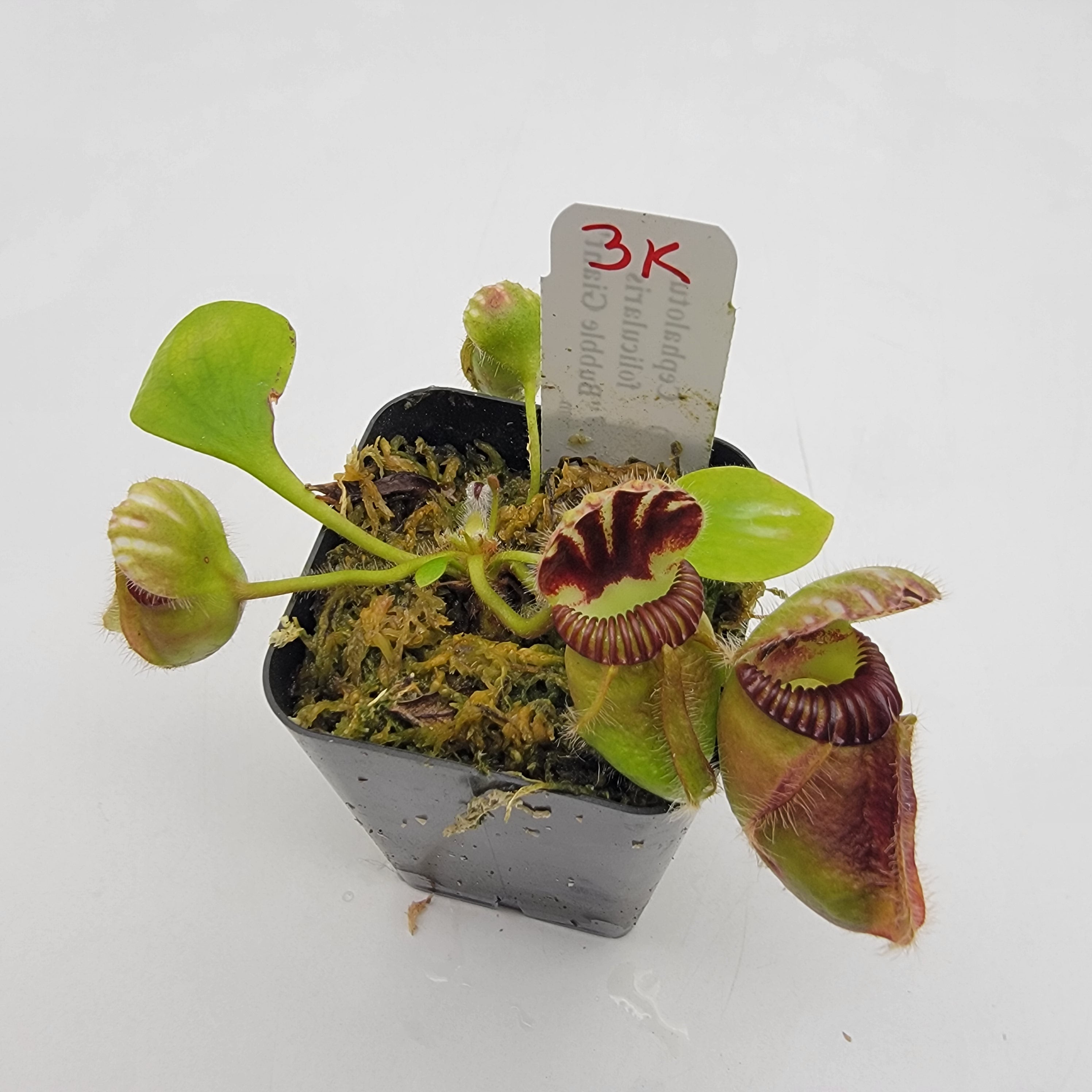 その他観葉植物 Cephalotus follicularis Garman Giant C.C Cephalotus follicularis 