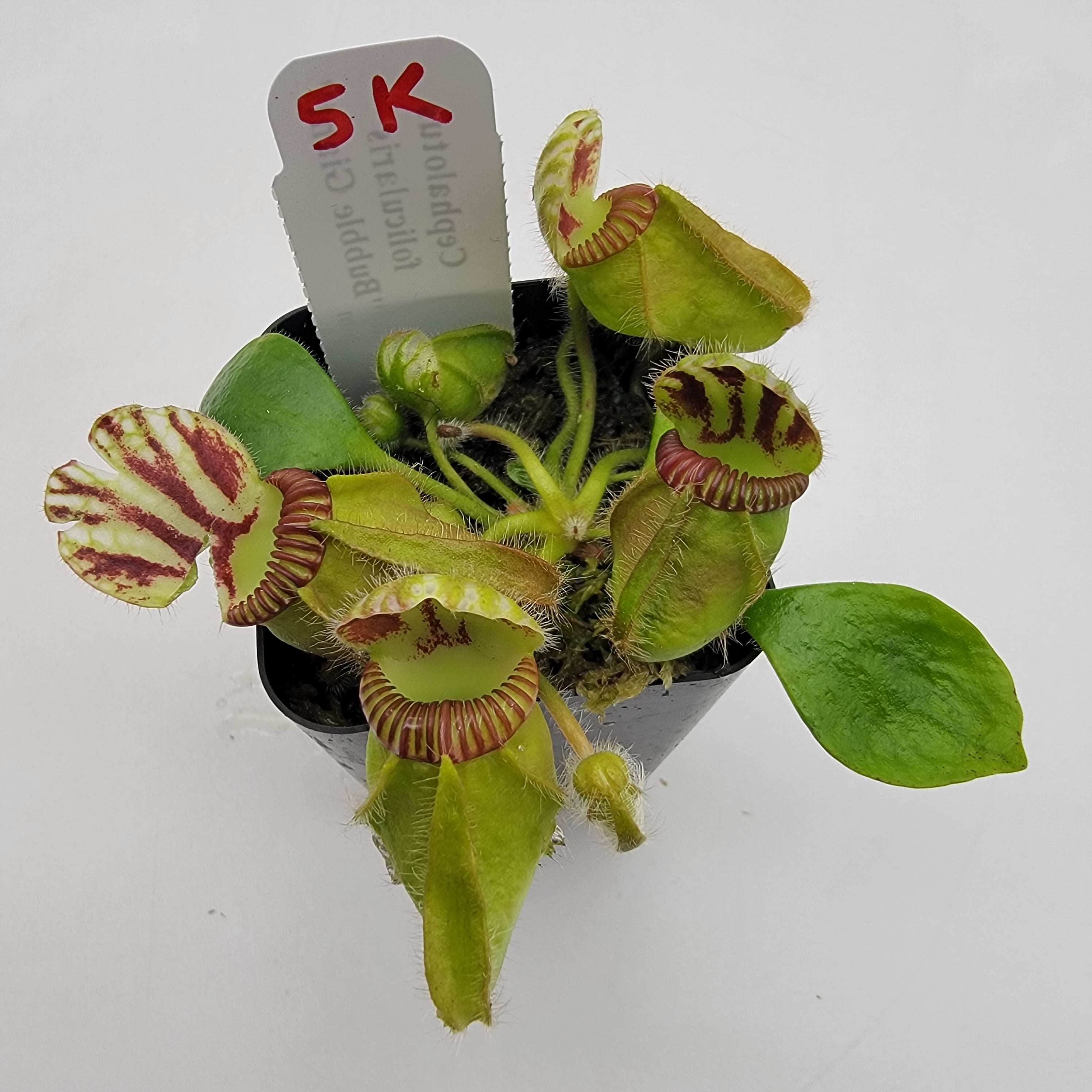 Cephalotus follicularis "Bubble Giant" WBG (1K-9K)