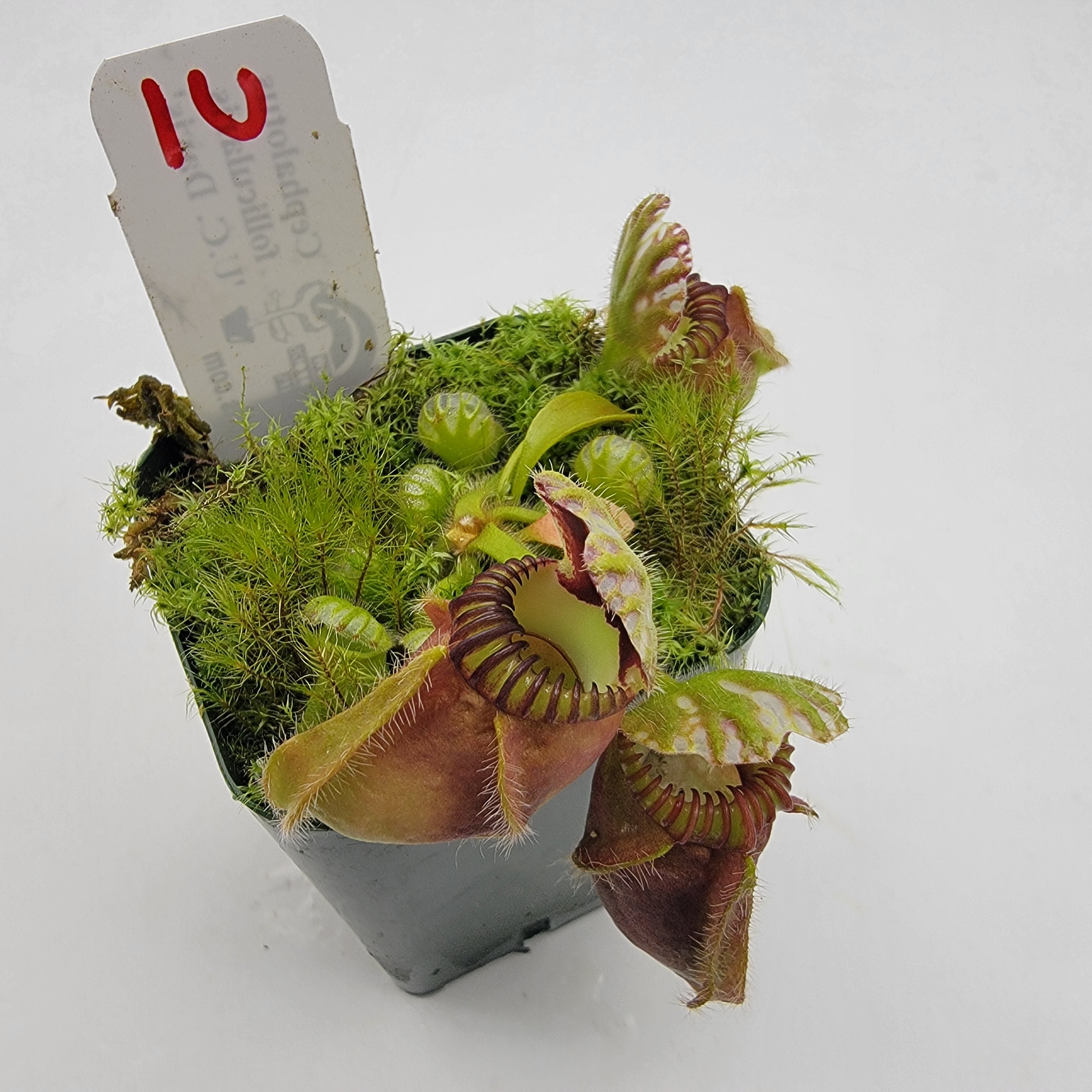 Cephalotus follicularis "UC Davis"