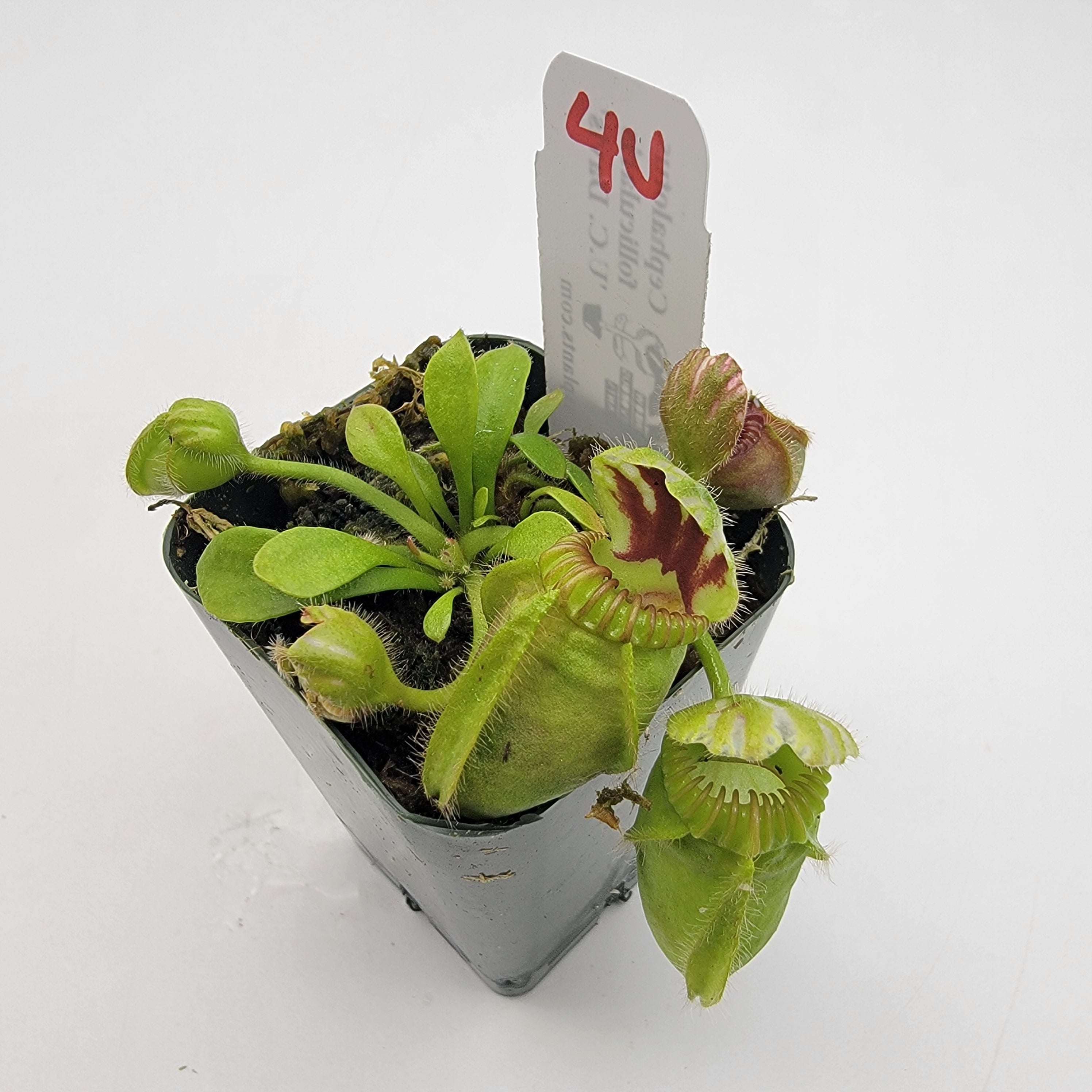 Cephalotus follicularis "UC Davis"