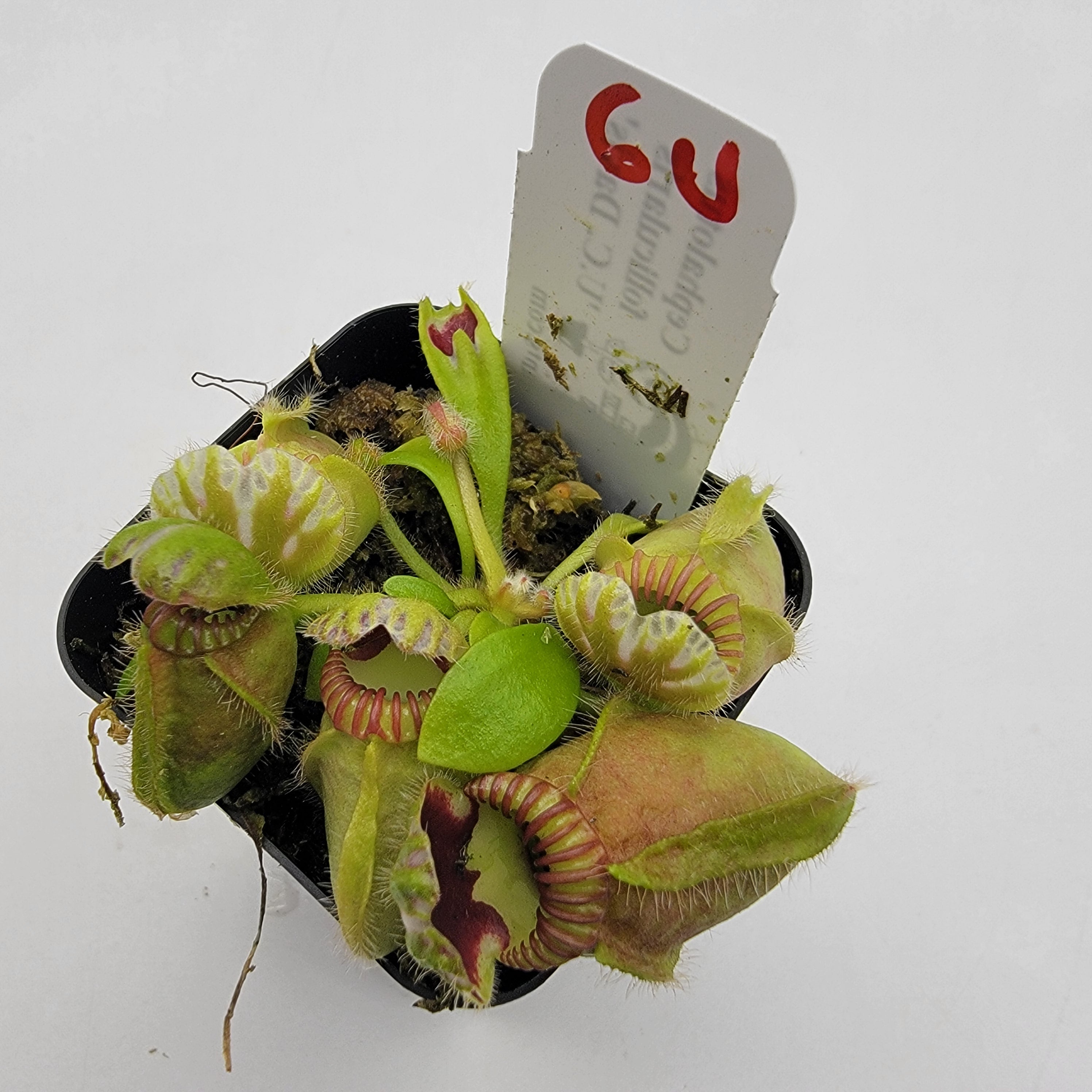 Cephalotus follicularis "UC Davis"