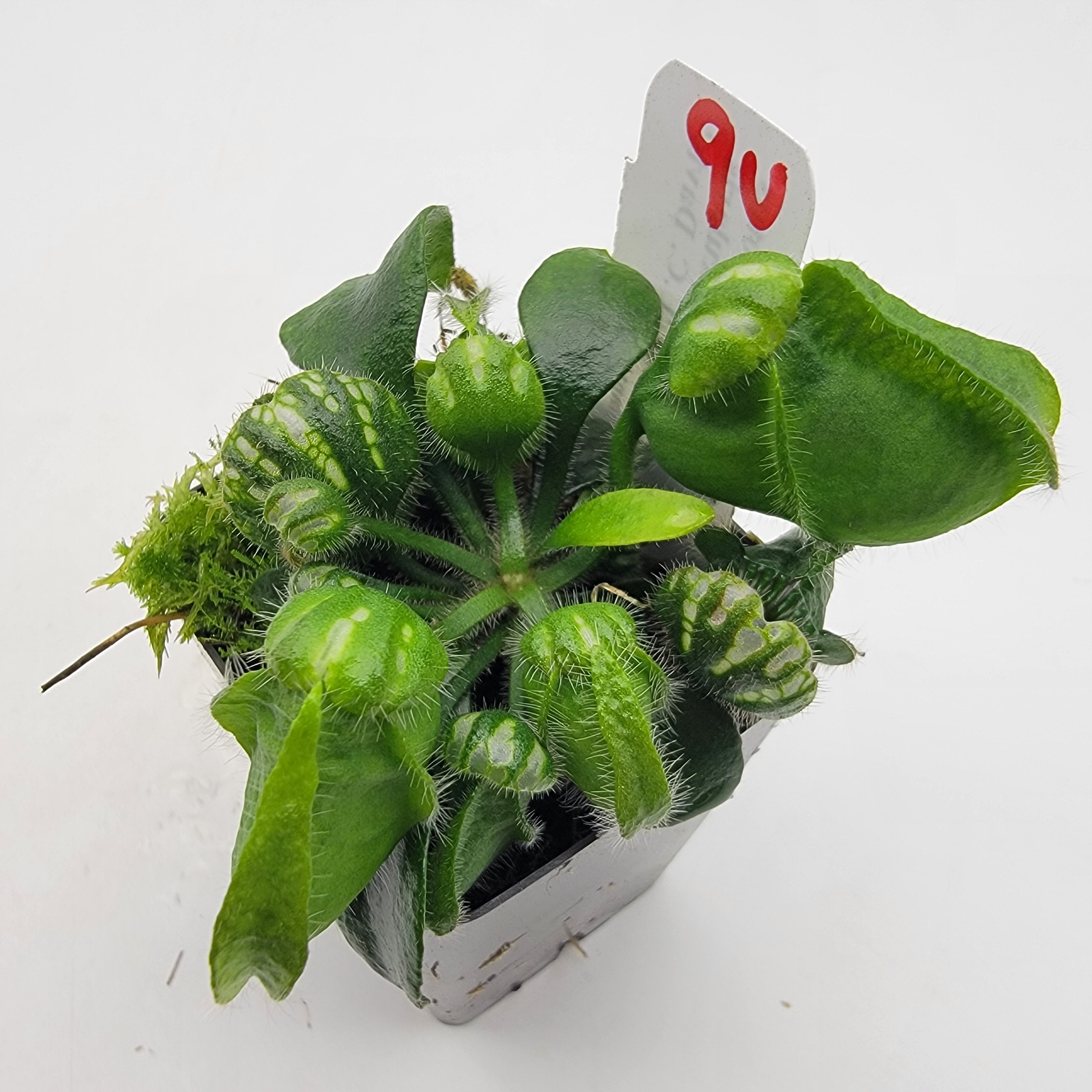 Cephalotus follicularis "UC Davis"