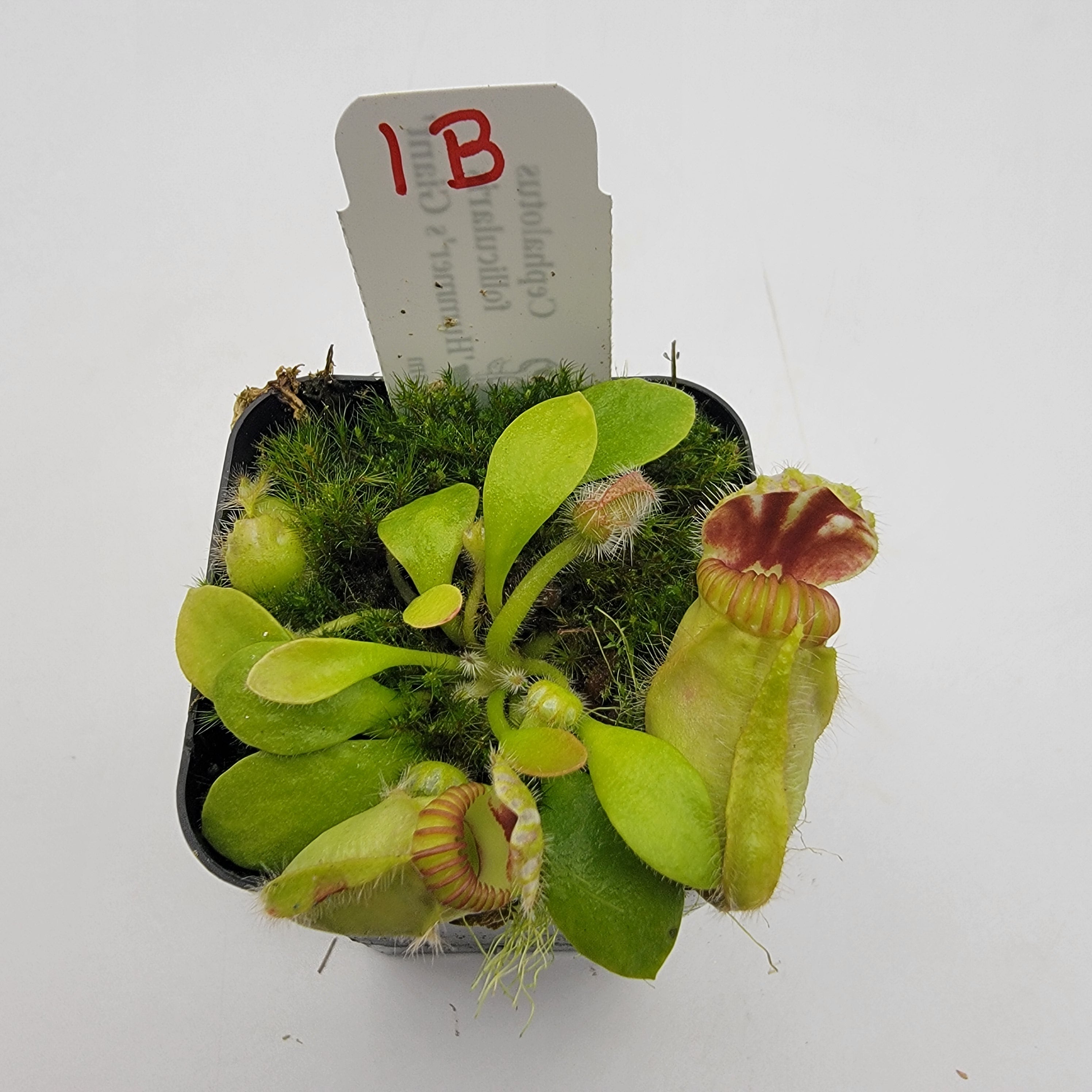 Cephalotus follicularis 'Hummer's Giant' WHG (1B-20B) | Cephalotus