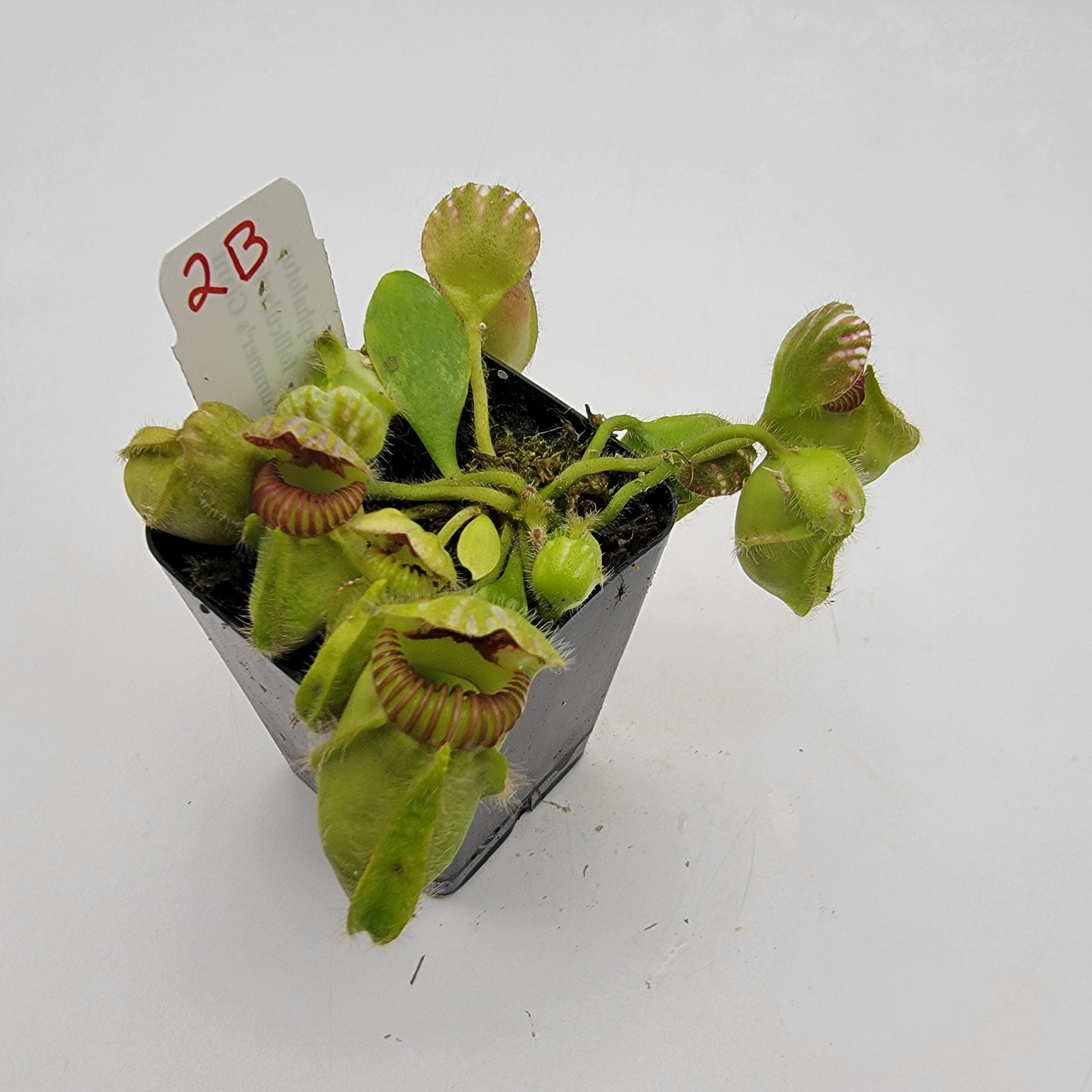 Cephalotus follicularis HMZ×SOHG Cephalotus follicularis 'Hummer's Giant' WHG (1B-20B) | Cephalotus
