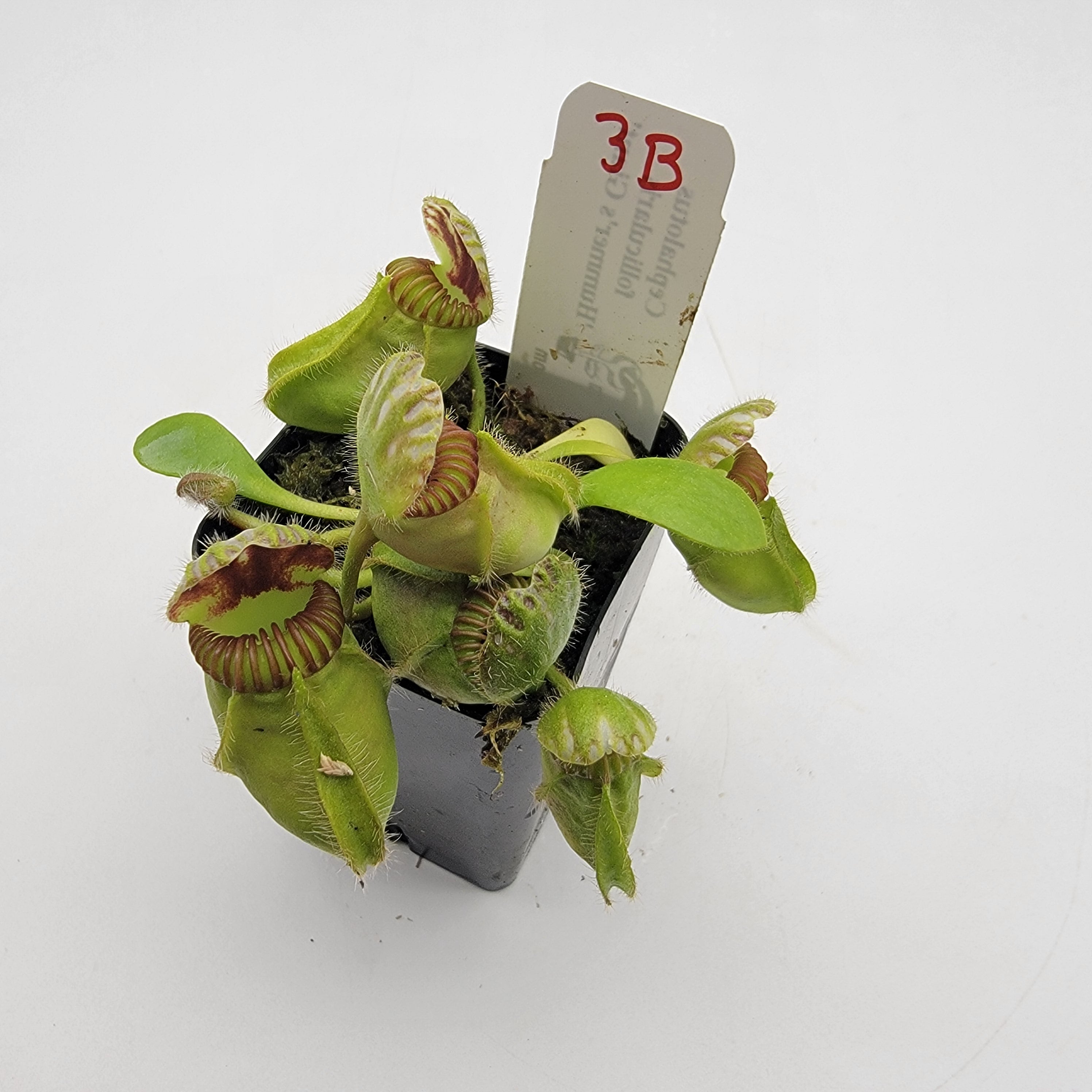 Cephalotus follicularis 'Hummer's Giant' WHG (1B-20B)