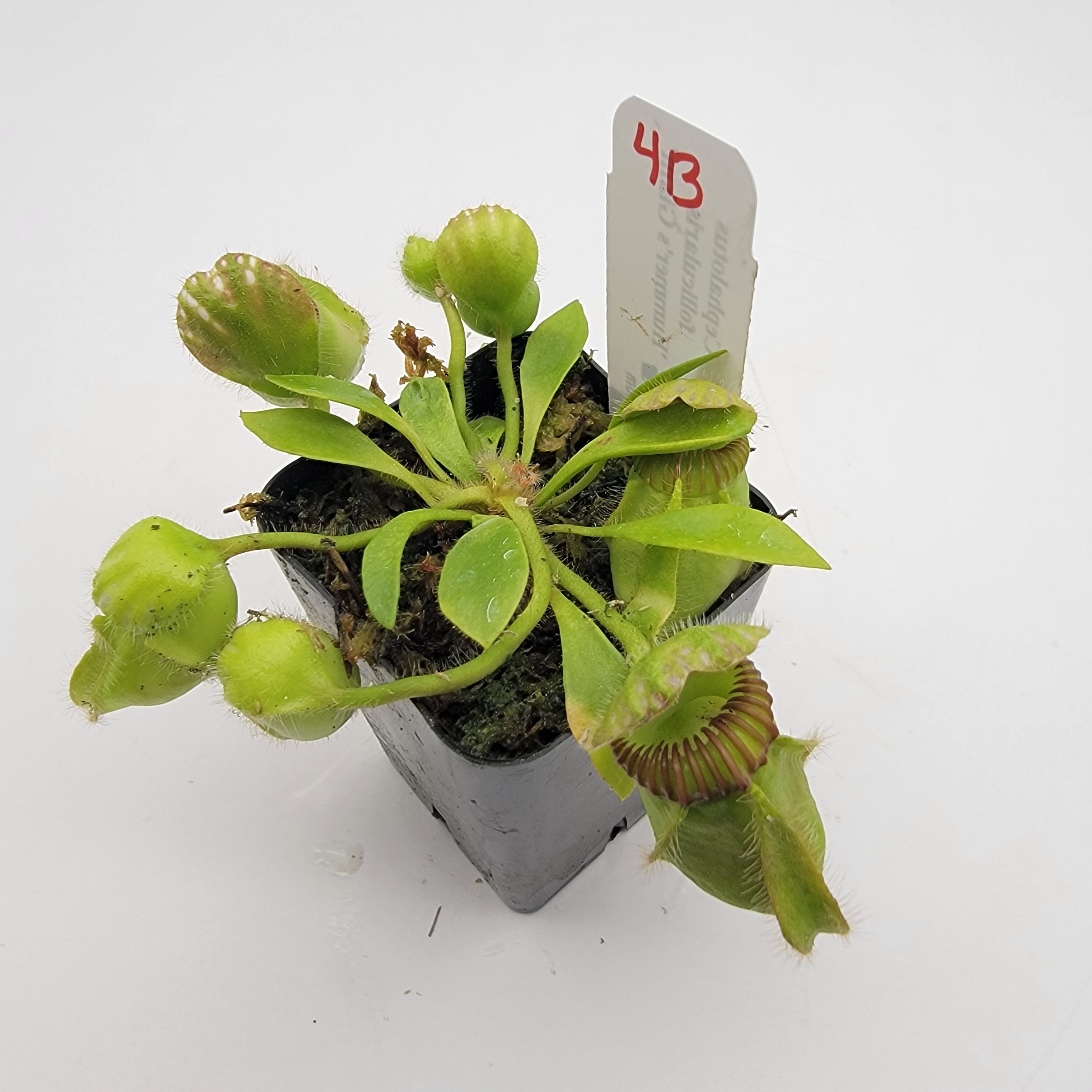 Cephalotus follicularis 'Hummer's Giant' WHG (1B-20B) | Cephalotus