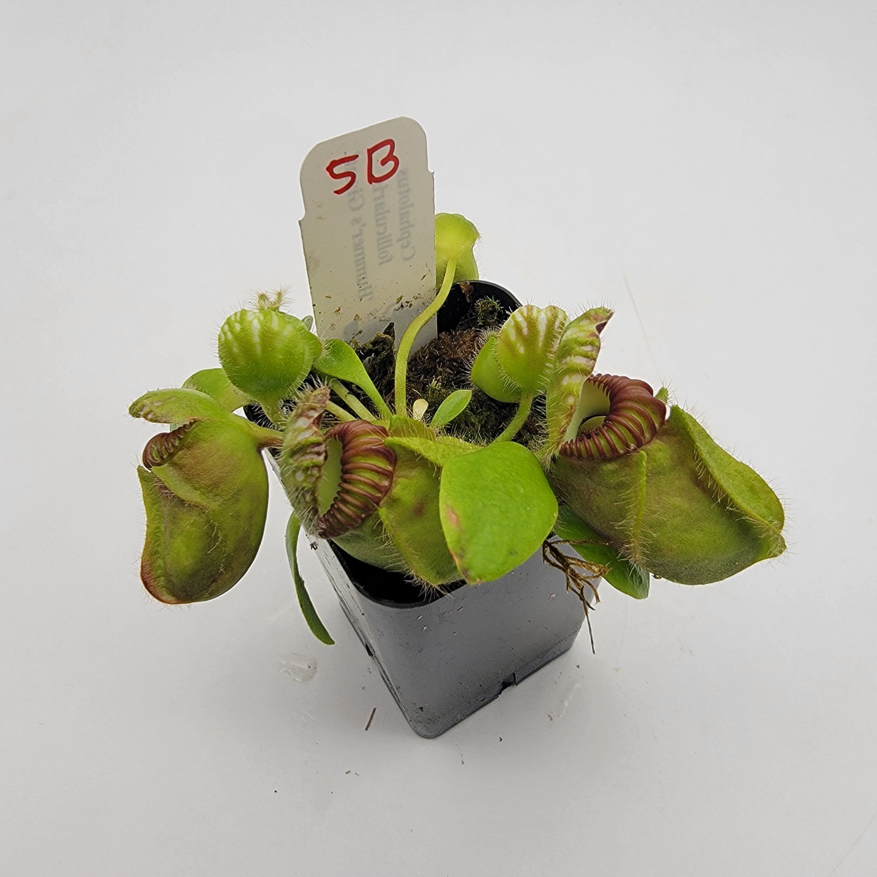 Cephalotus follicularis 'Hummer's Giant' WHG (1B-20B) | Cephalotus