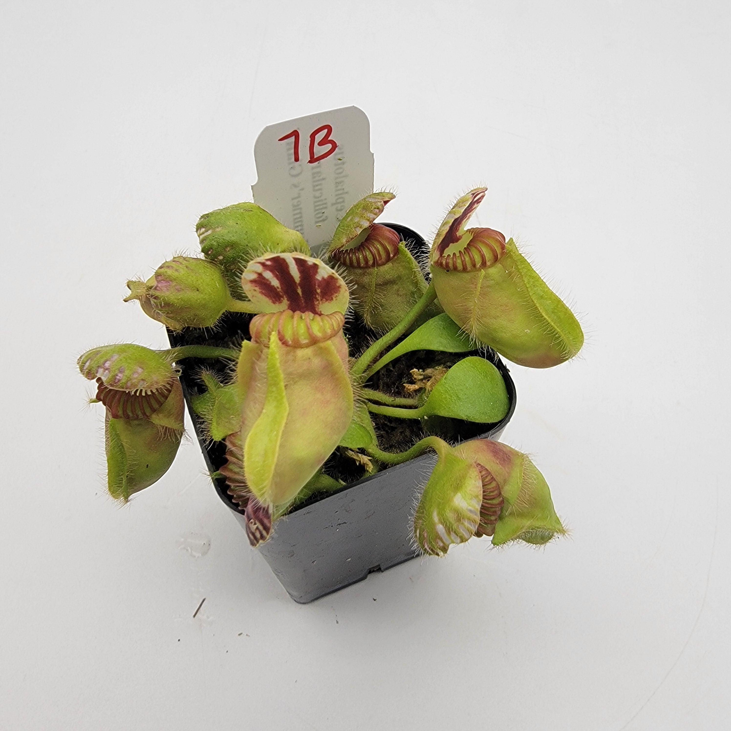 Cephalotus follicularis 'Hummer's Giant' WHG (1B-20B)