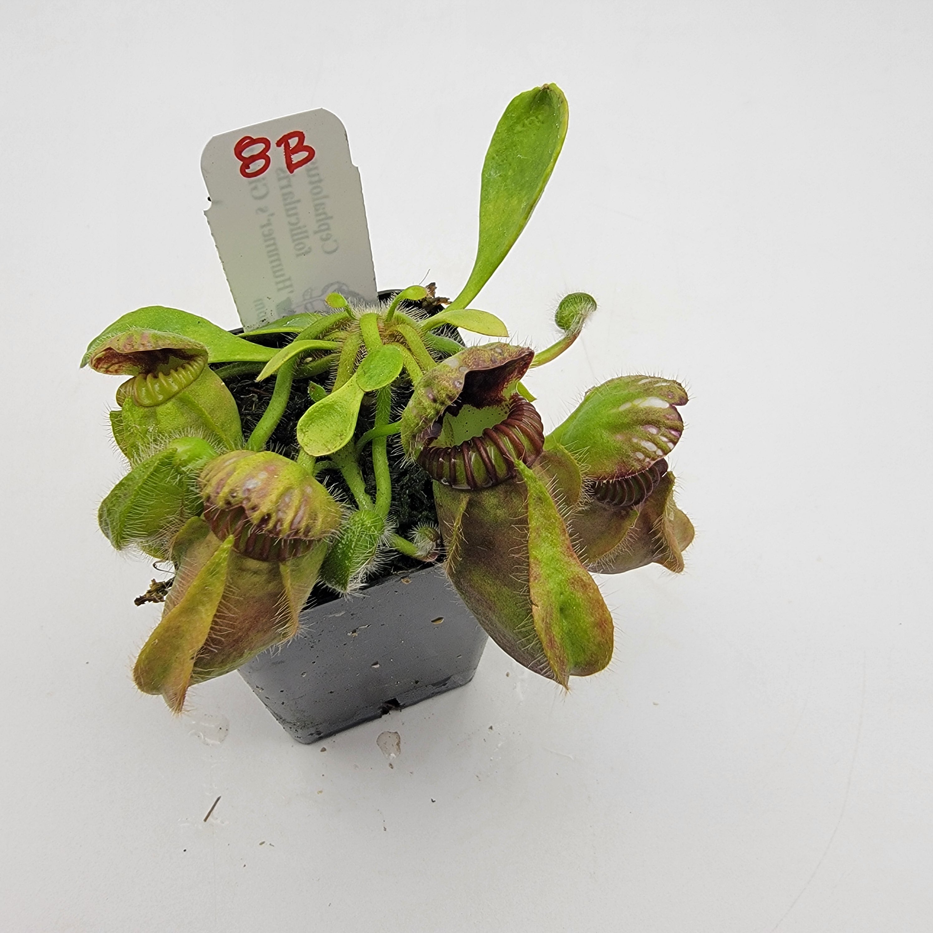 Cephalotus follicularis 'Hummer's Giant' WHG (1B-20B)