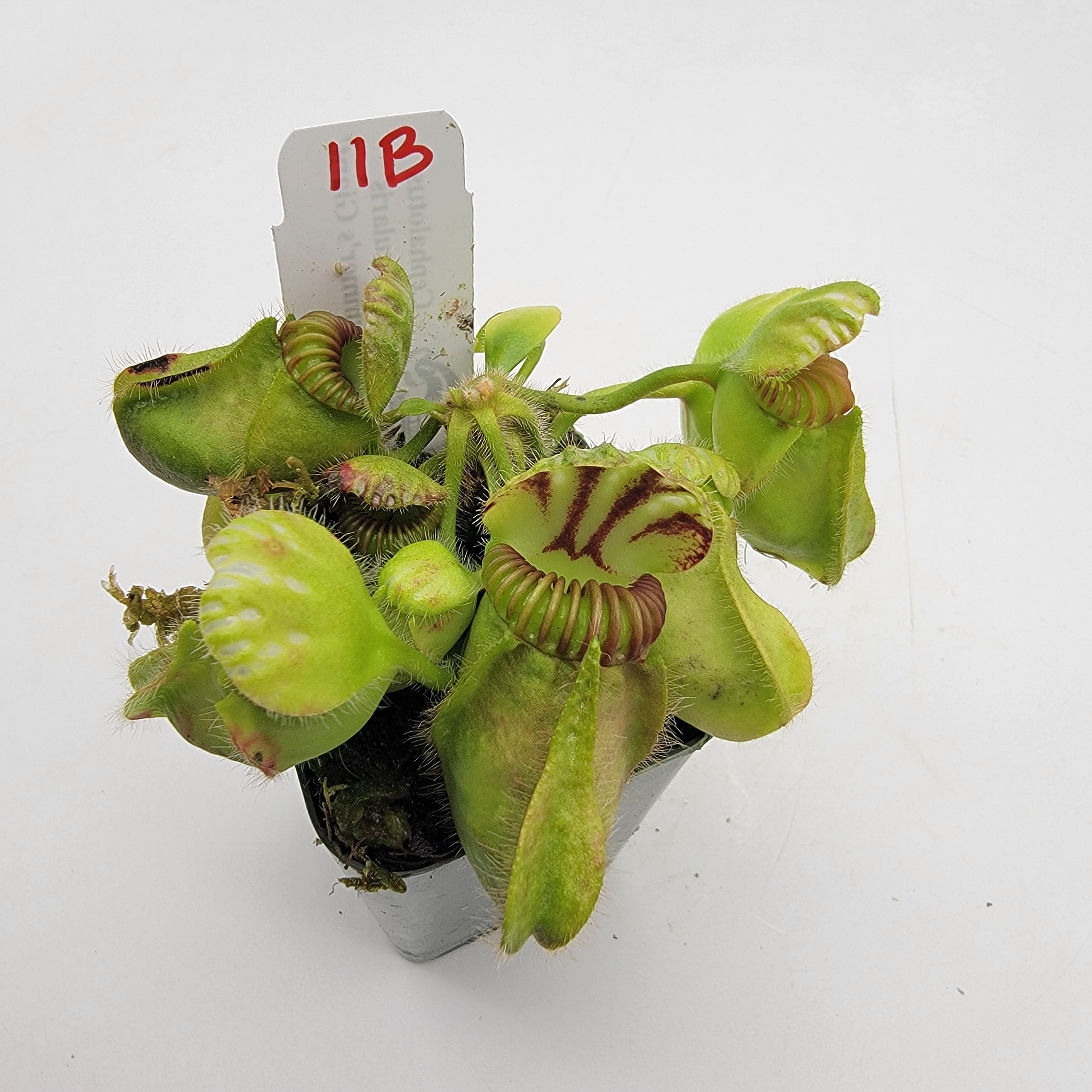 Cephalotus follicularis 'Hummer's Giant' WHG (1B-20B)