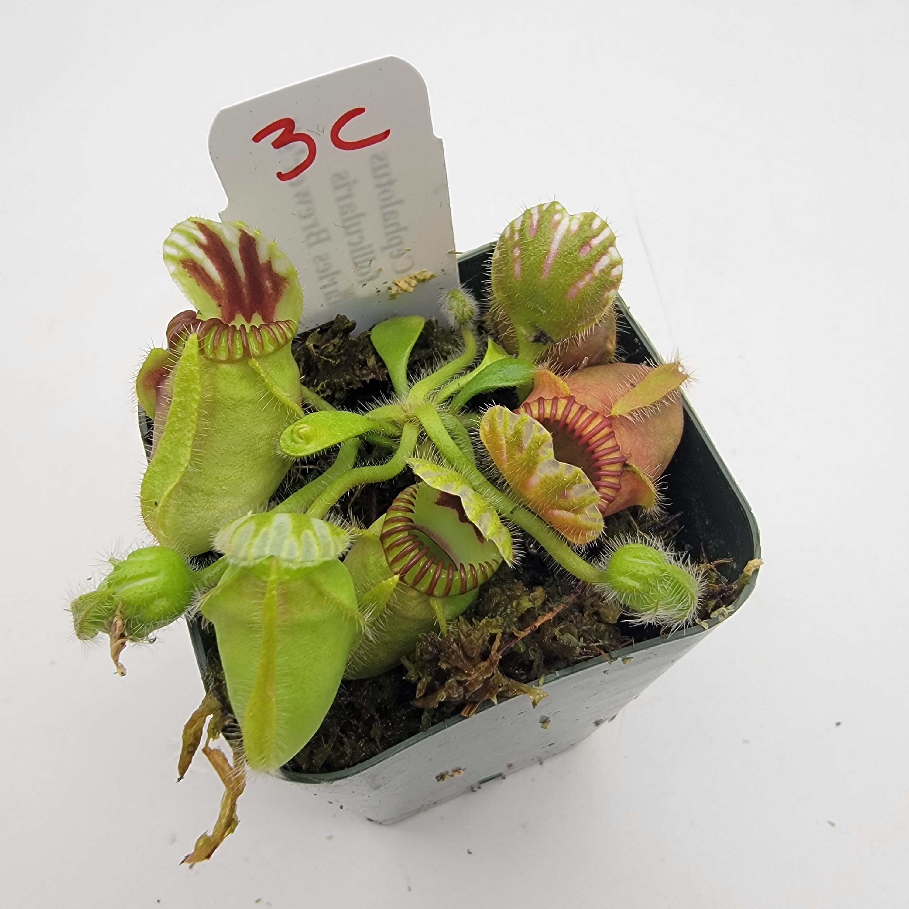 Cephalotus follicularis 