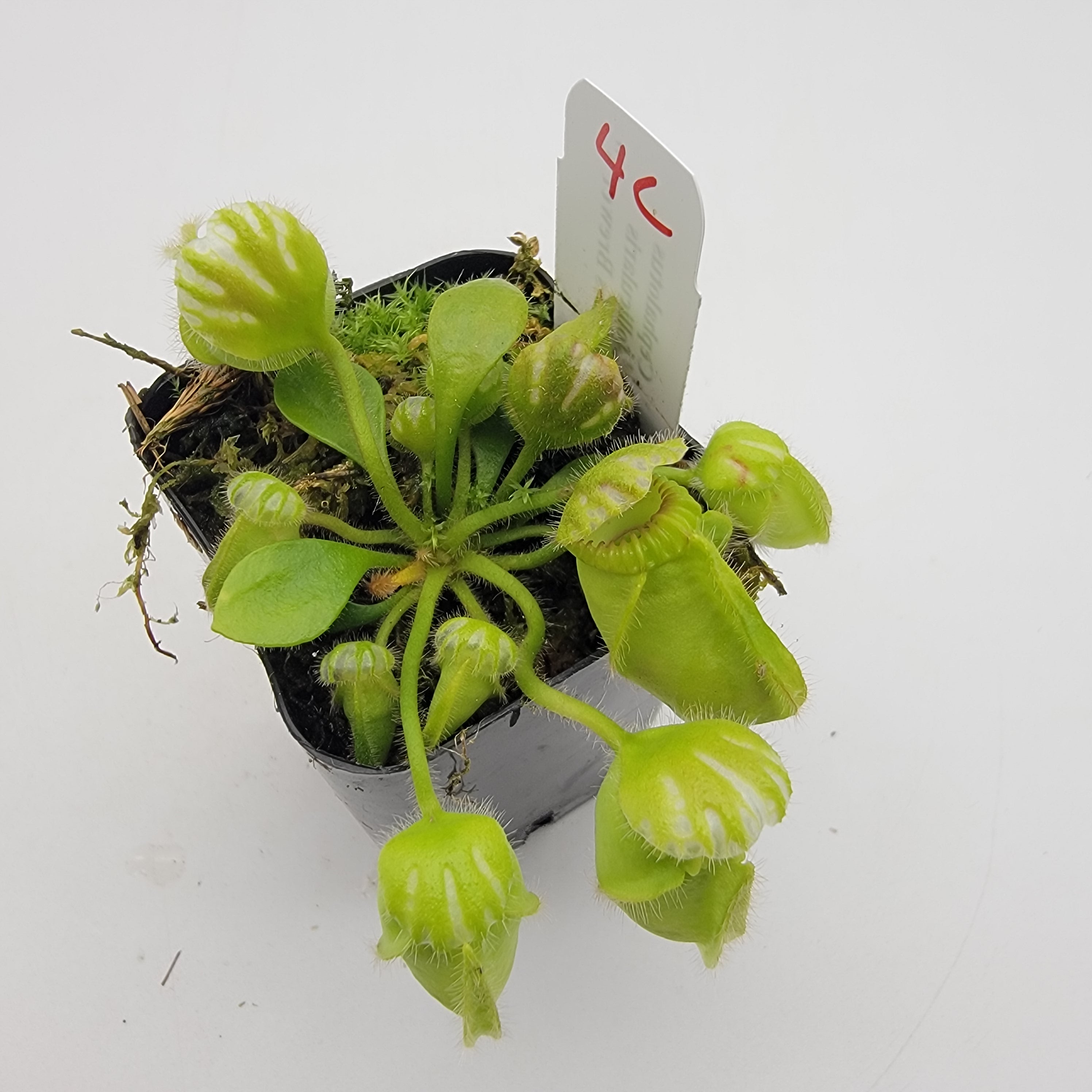 Cephalotus follicularis "Charles Brewer's" clone WCB (1C-16C)