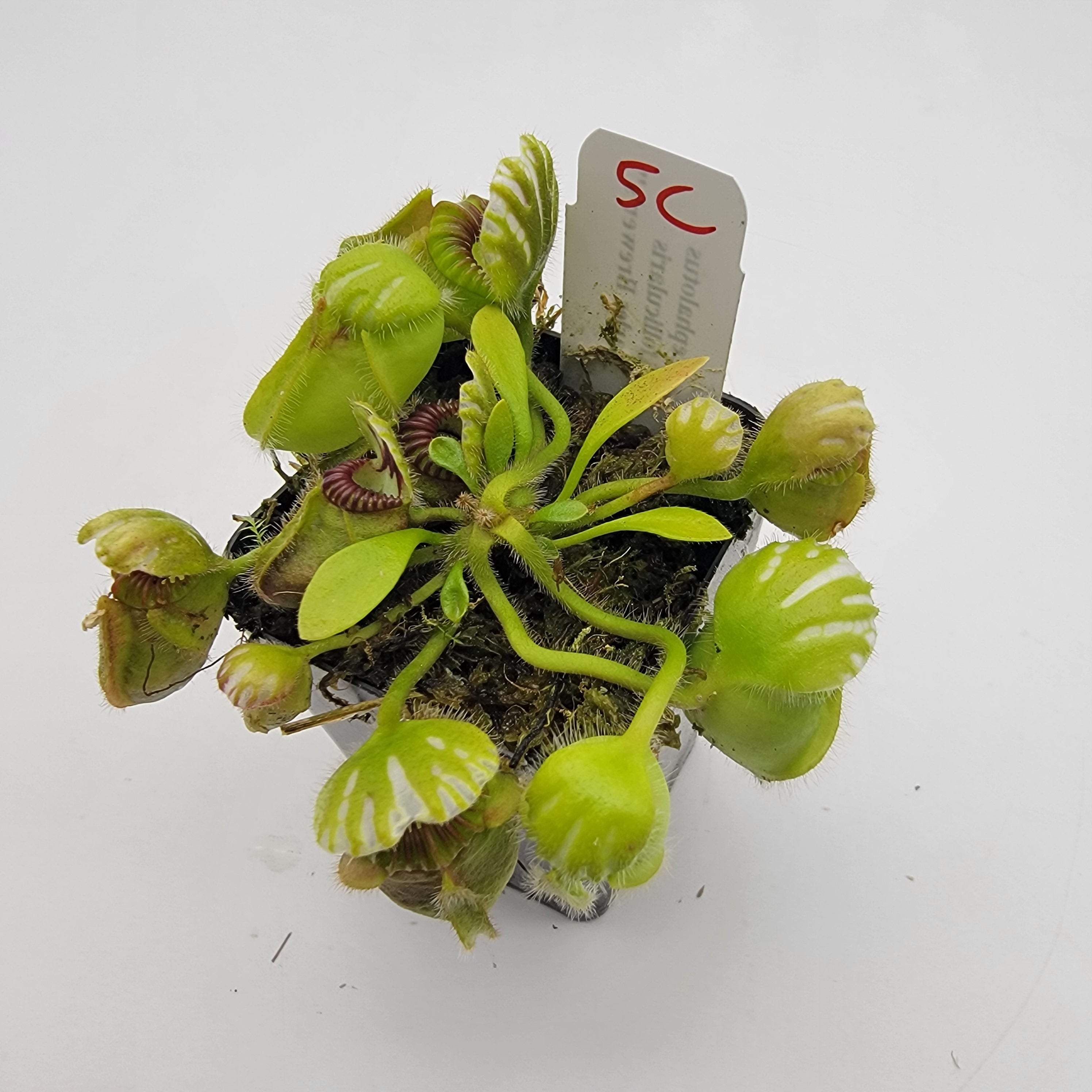 Cephalotus follicularis "Charles Brewer's" clone WCB (1C-16C)