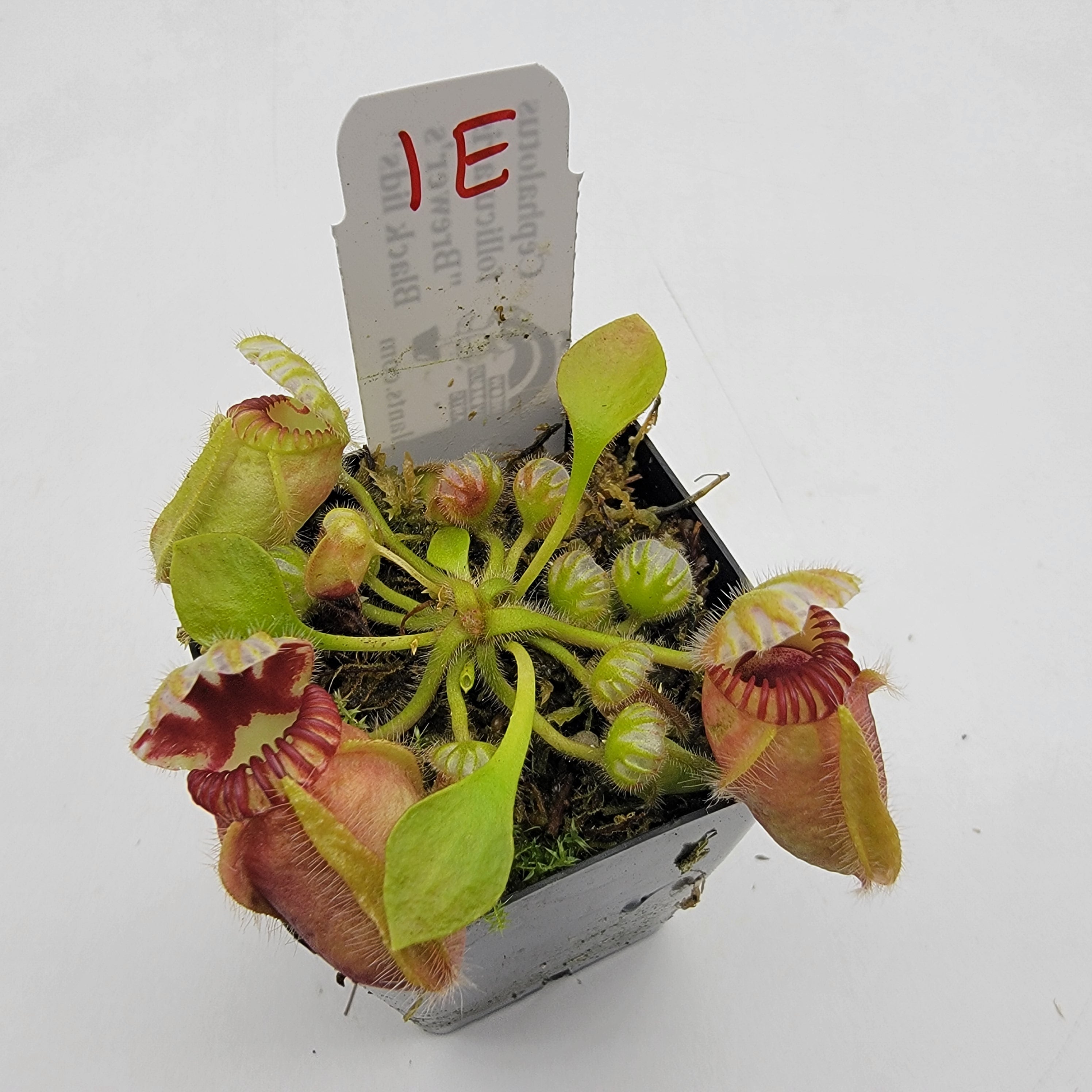 Cephalotus follicularis "Brewer's Black Lids" WBL-(1E-10E)