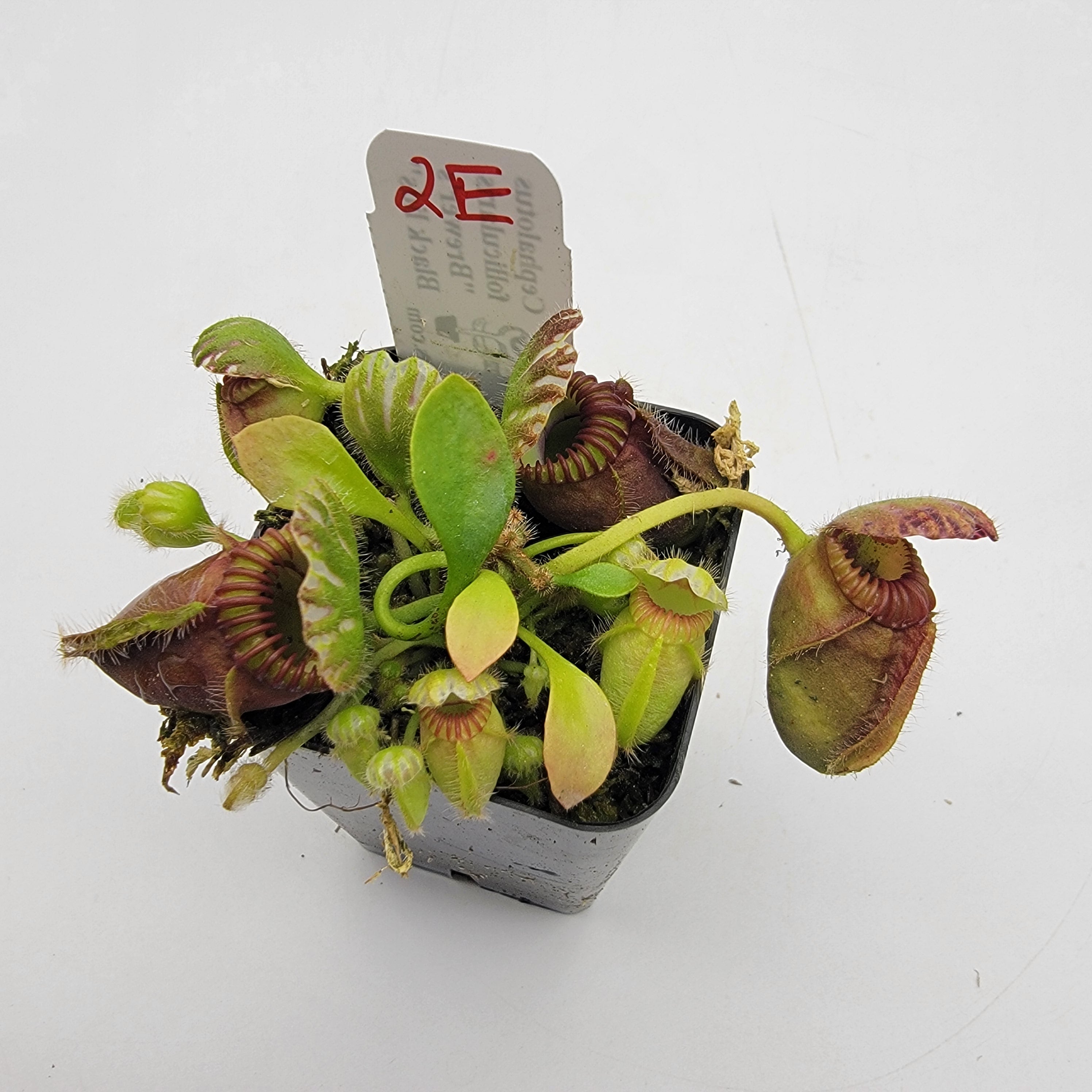 Cephalotus follicularis 