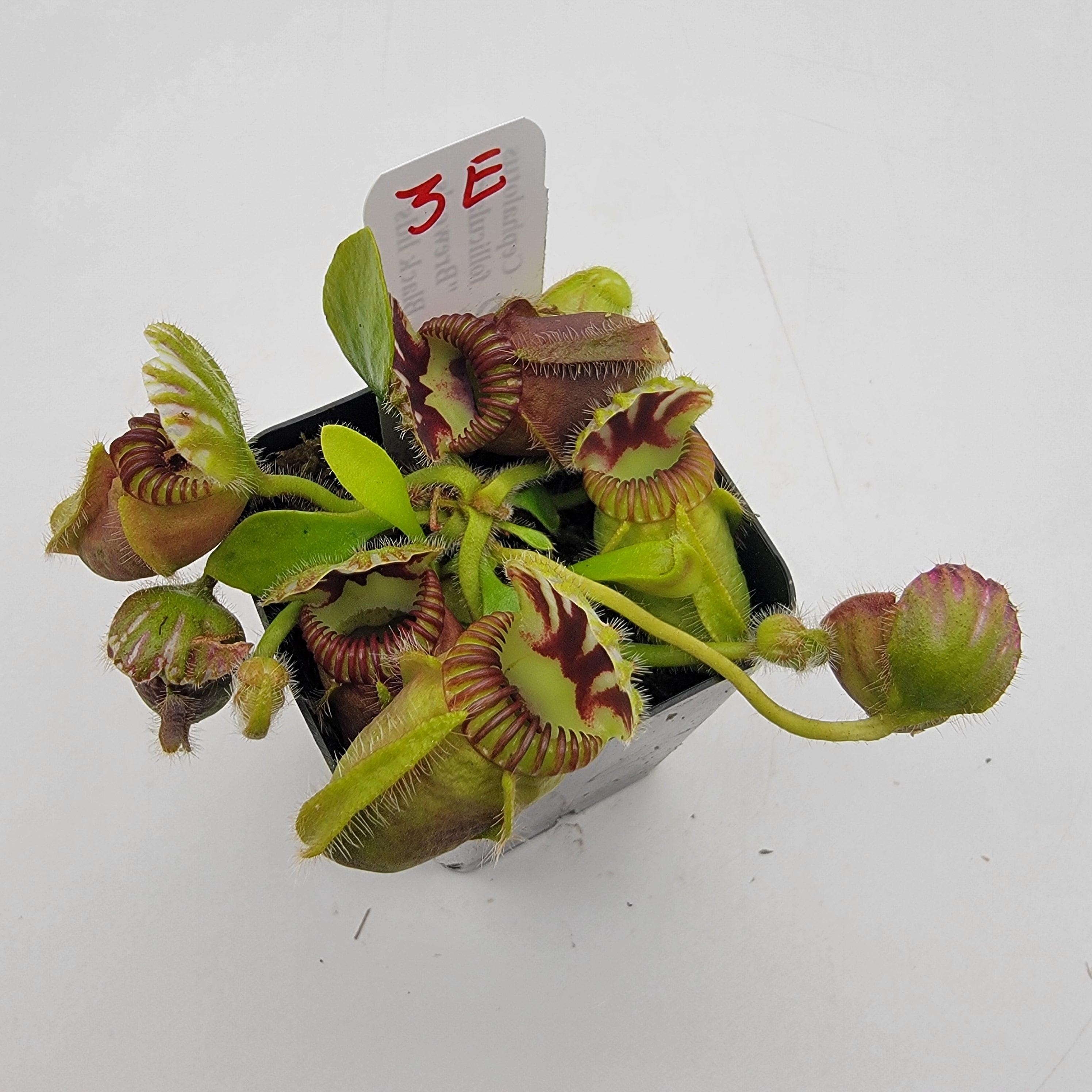 Cephalotus follicularis "Brewer's Black Lids" WBL-(1E-10E)