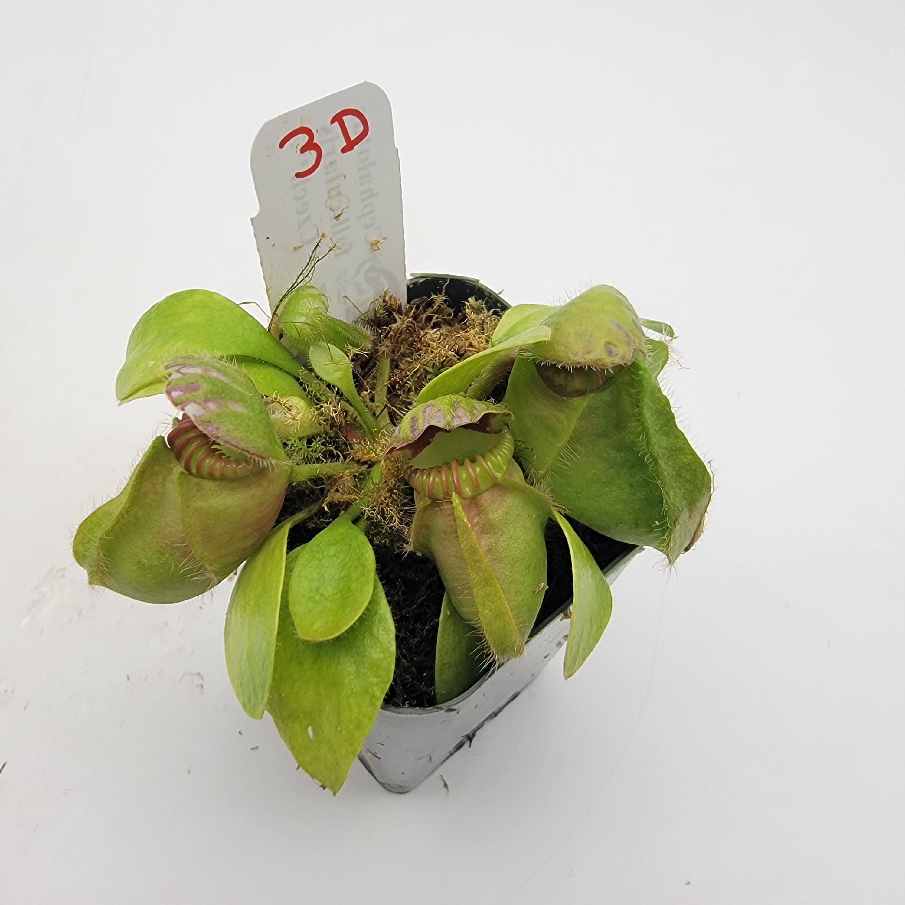 Cephalotus follicularis "Czech" WCZ (1D-5D)