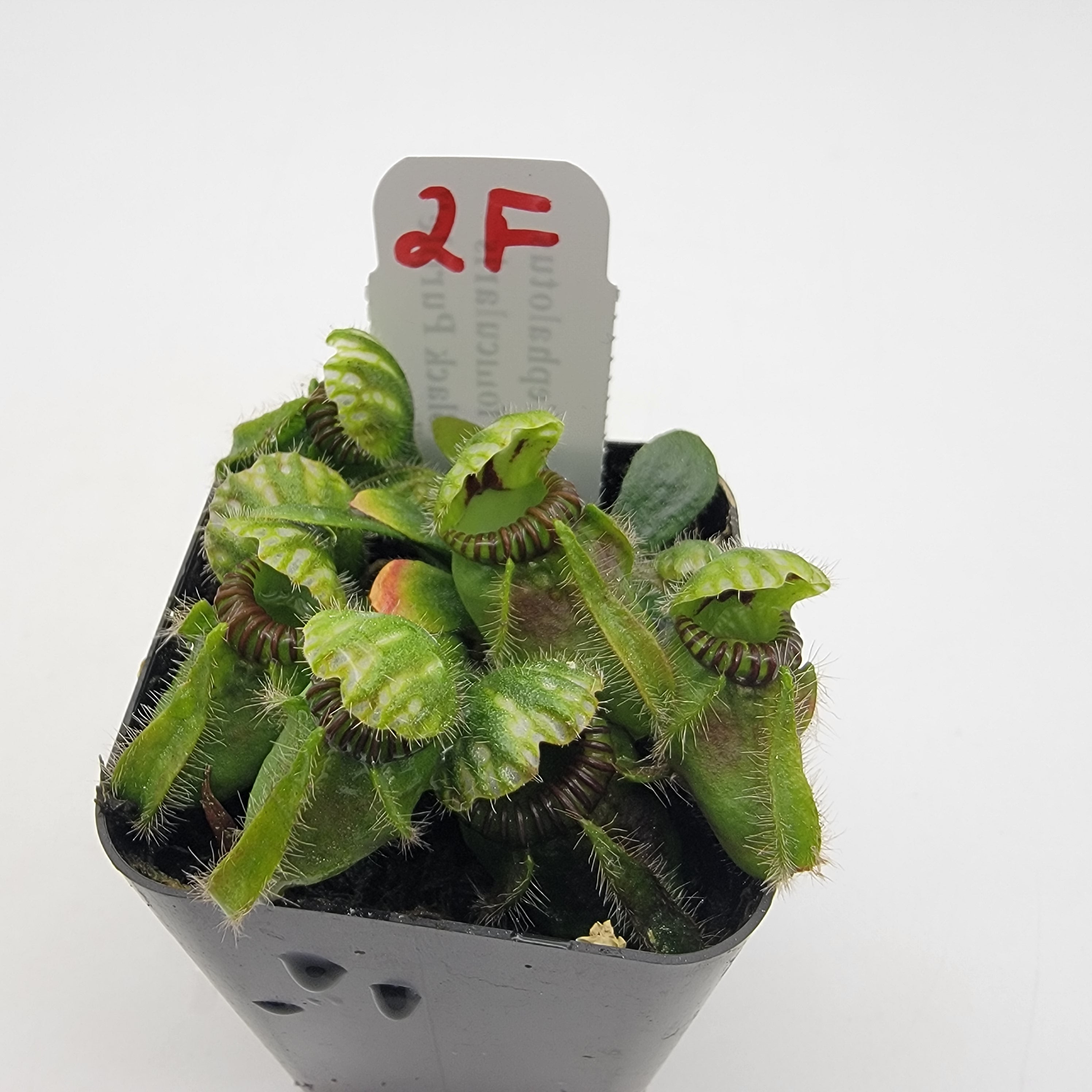 Cephalotus follicularis 