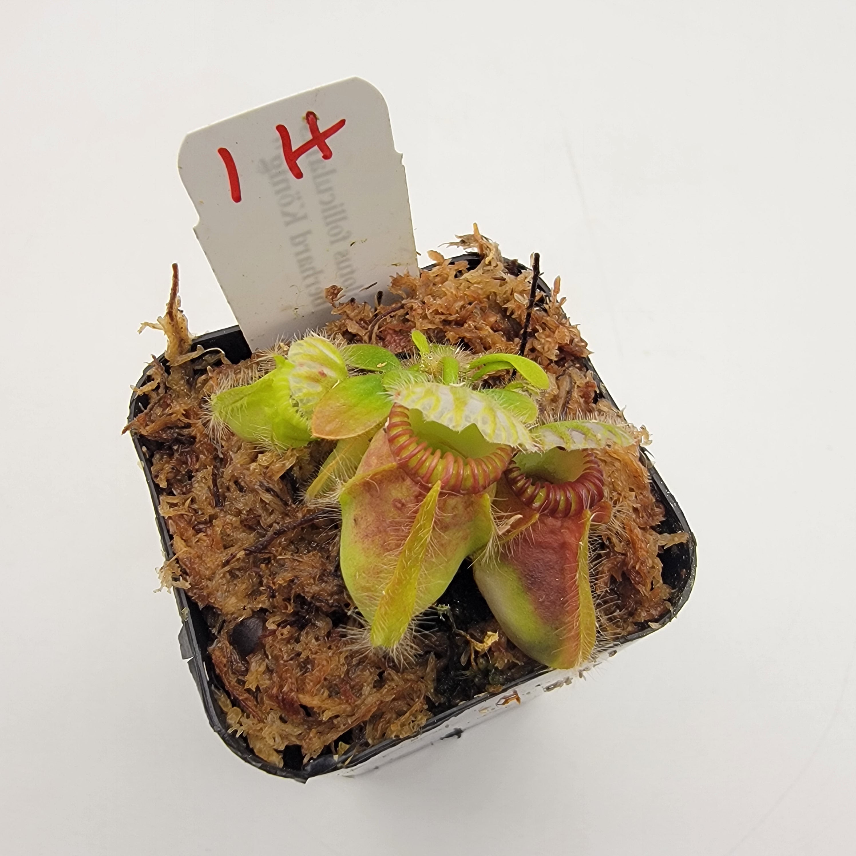 Cephalotus follicularis "Dr. Eberhard König" [WEK-(1H-9H)]