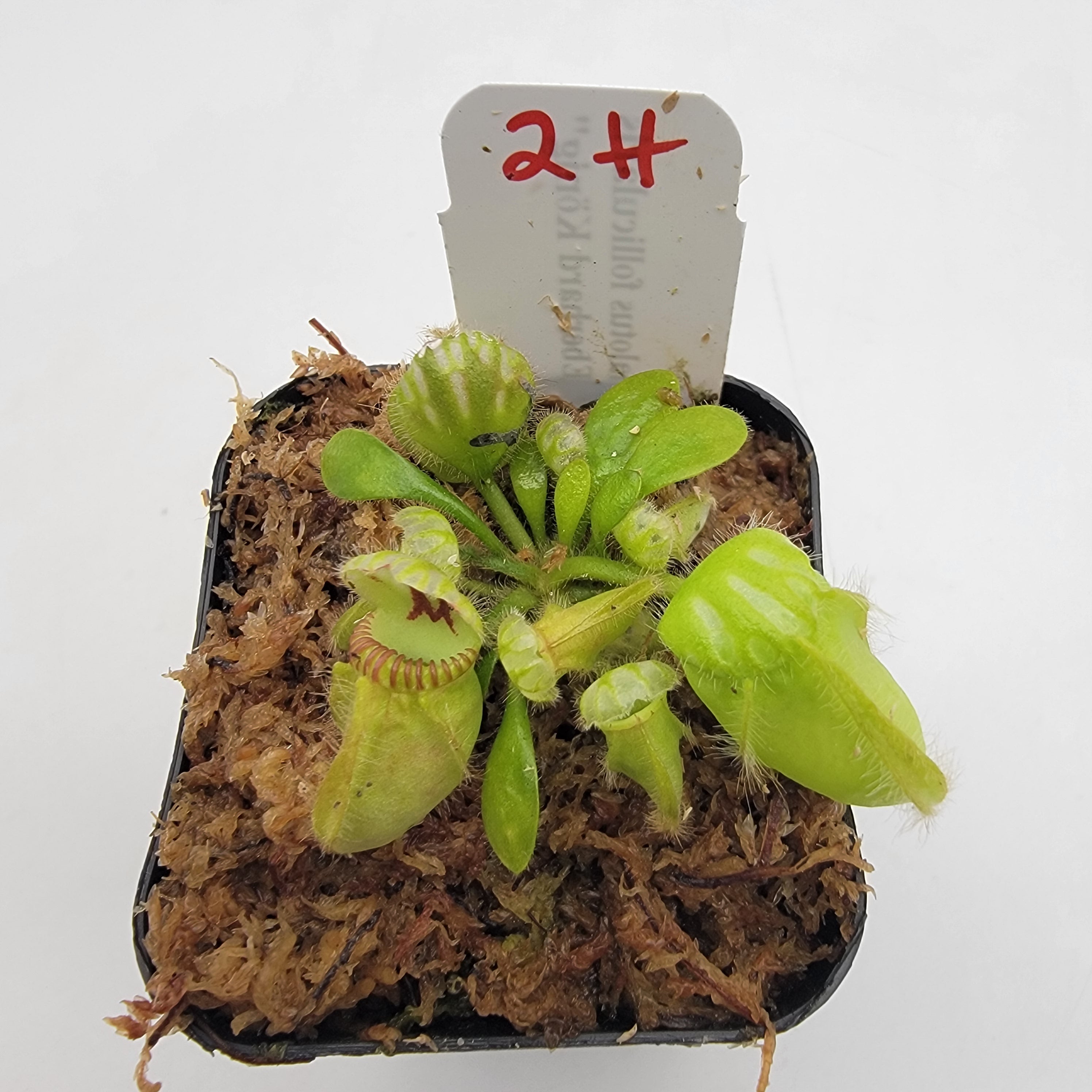 Cephalotus follicularis 