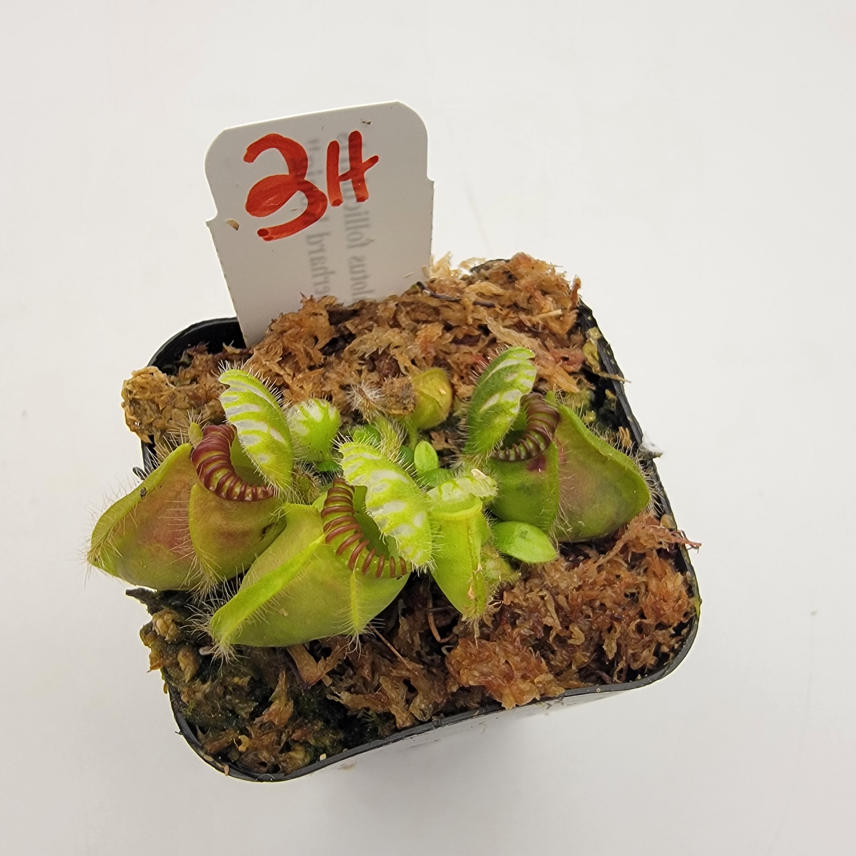 標本 Ethioia Compsocephalus k.werneri 35mm Cephalotus follicularis 