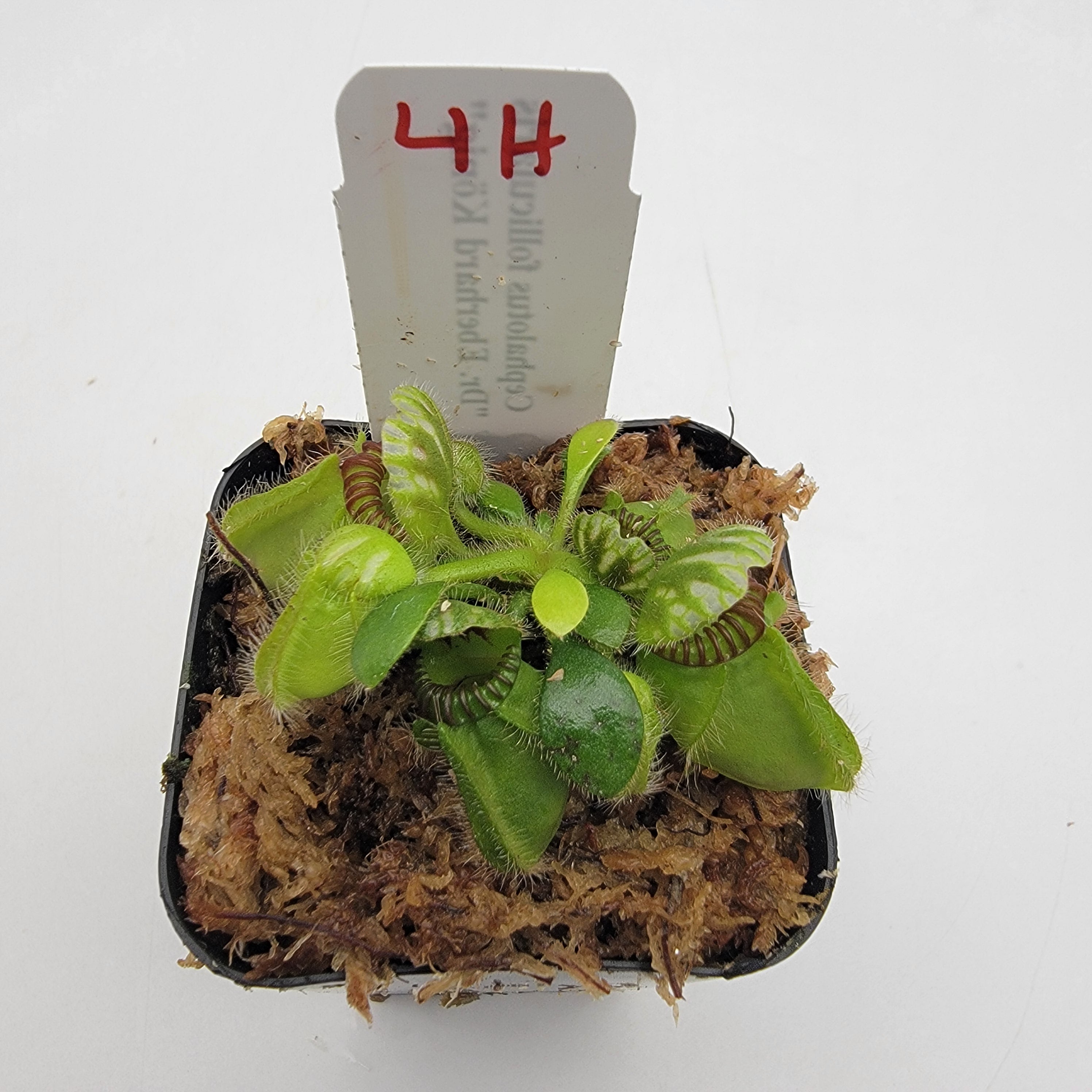 Cephalotus follicularis 