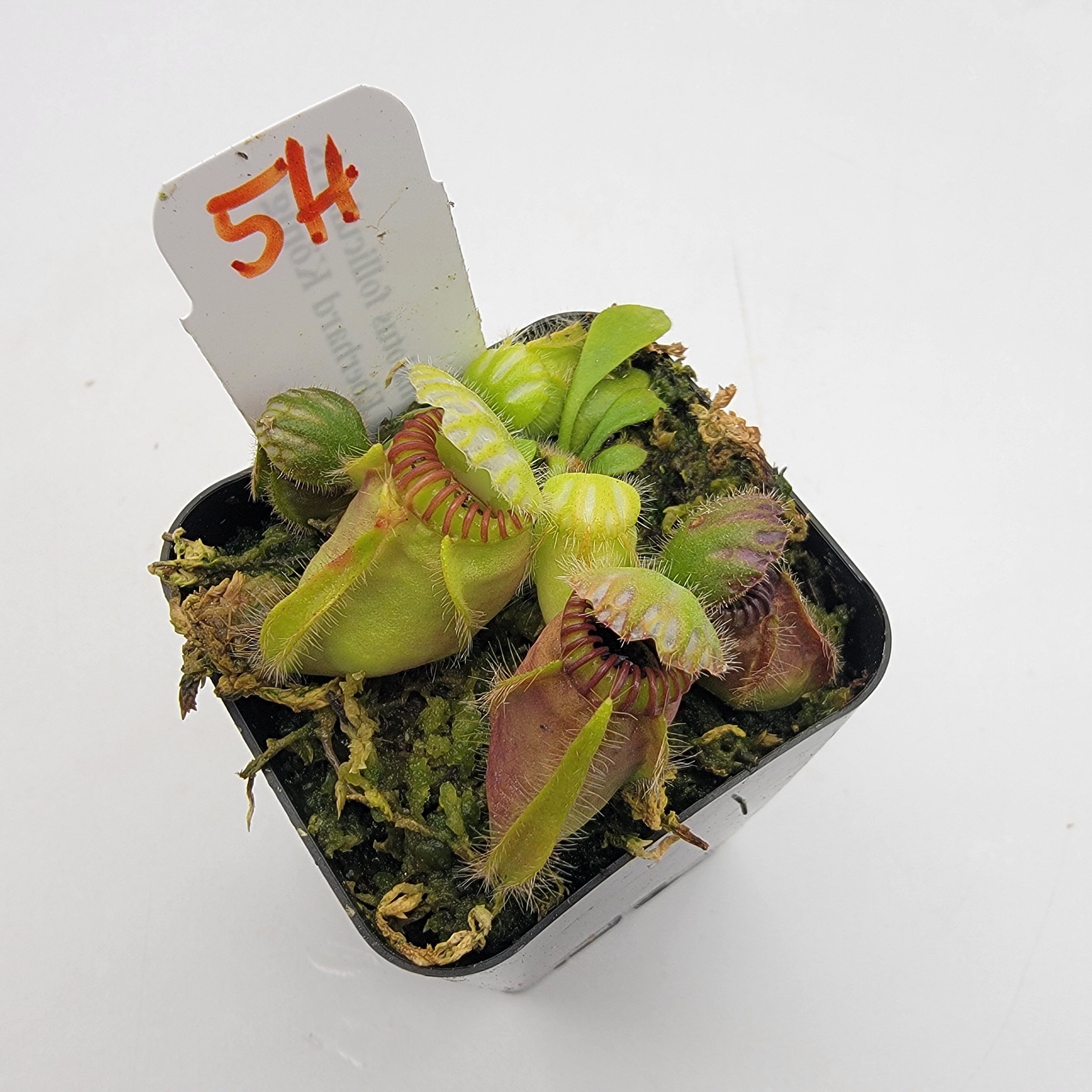 Cephalotus follicularis 