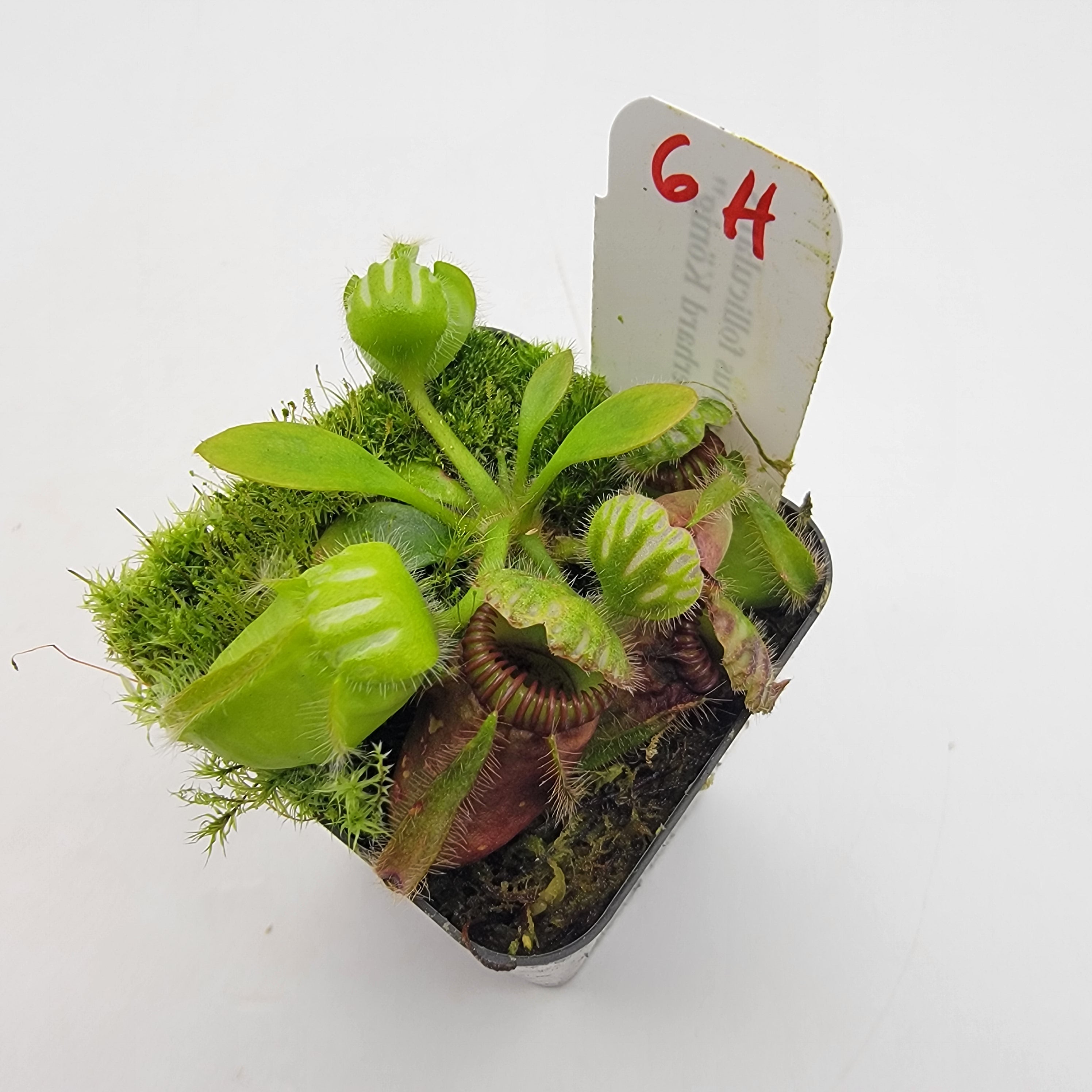 Cephalotus follicularis 