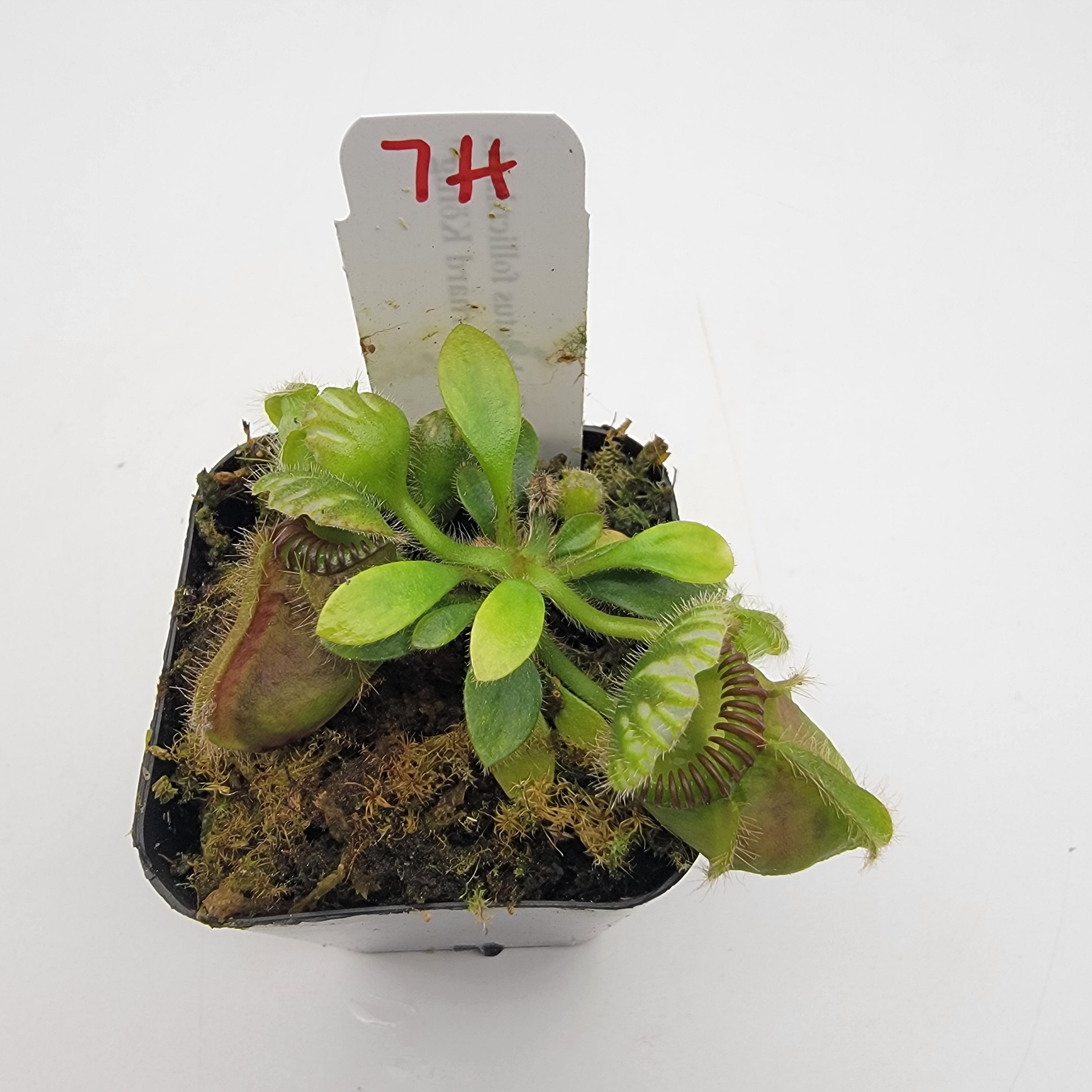 Cephalotus follicularis "Dr. Eberhard König" [WEK-(1H-9H)]