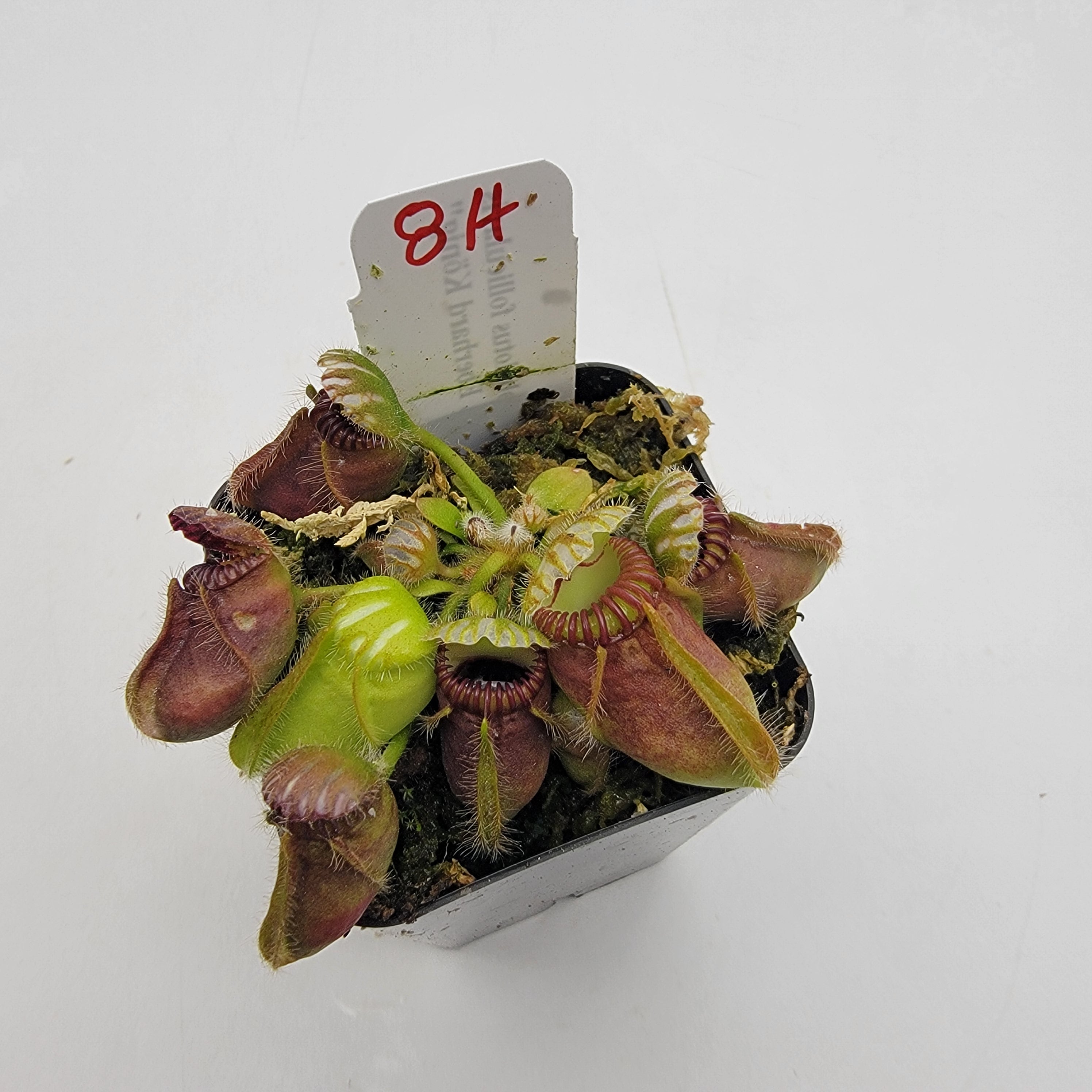 Cephalotus follicularis 