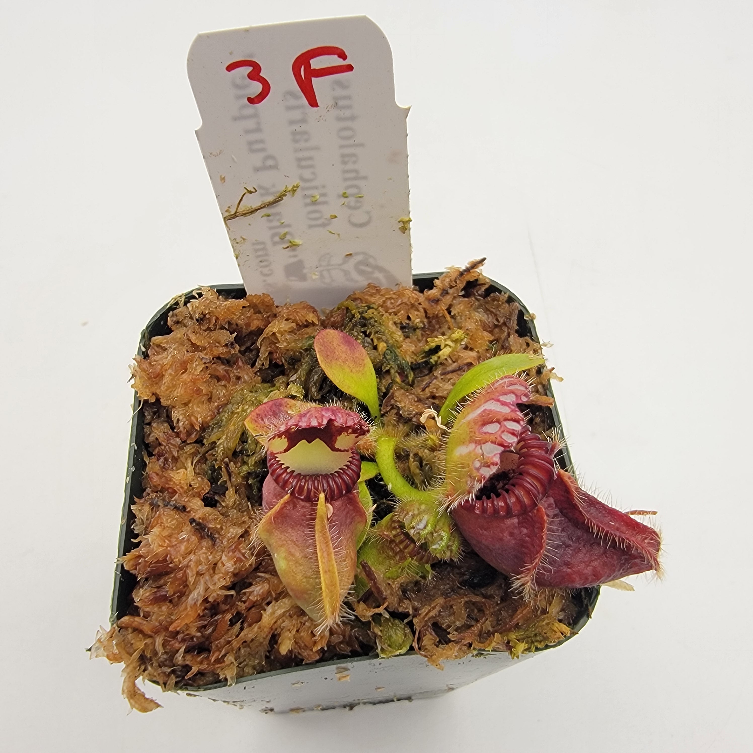 Cephalotus follicularis 