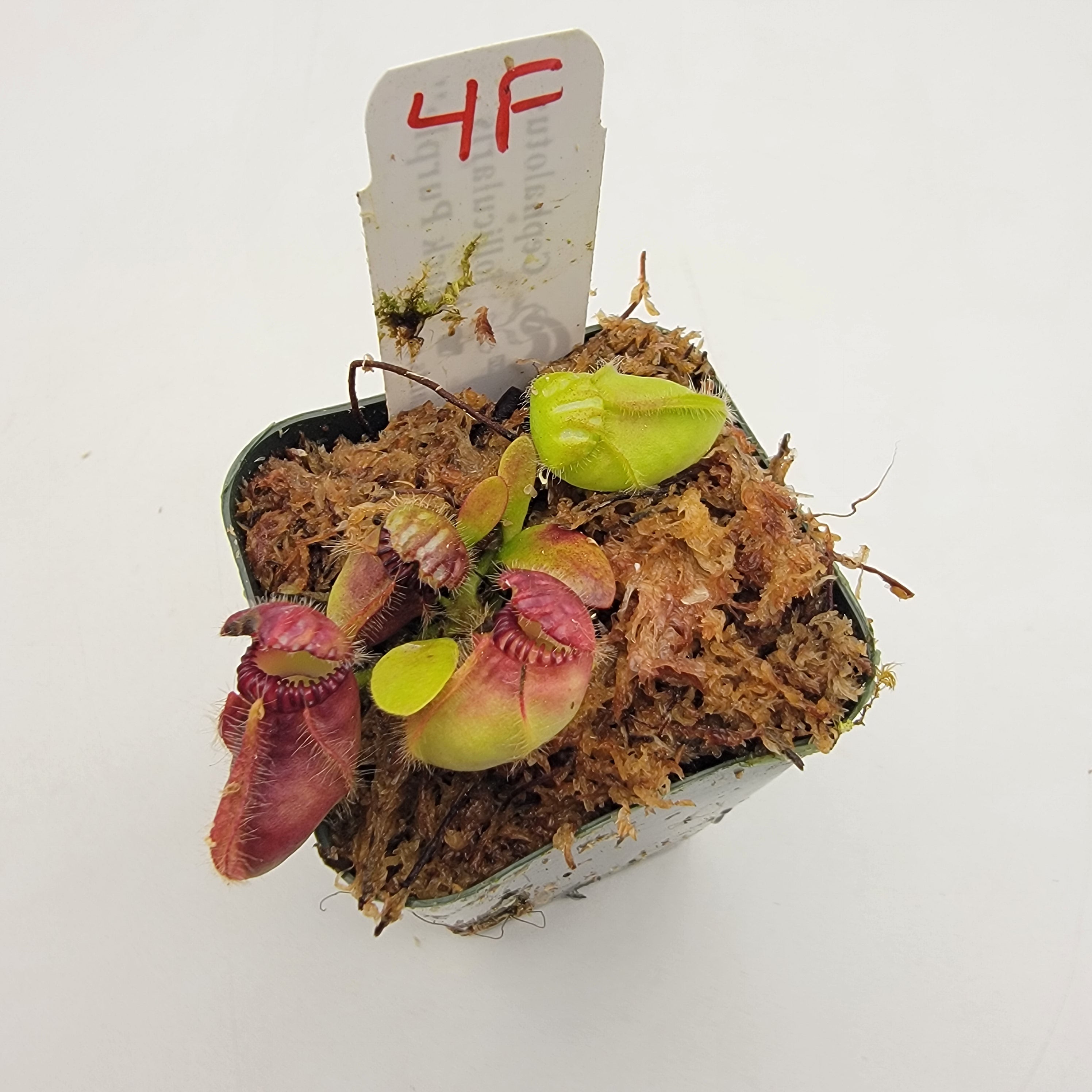 Cephalotus follicularis "Black Purple" WBP (1F-5F)