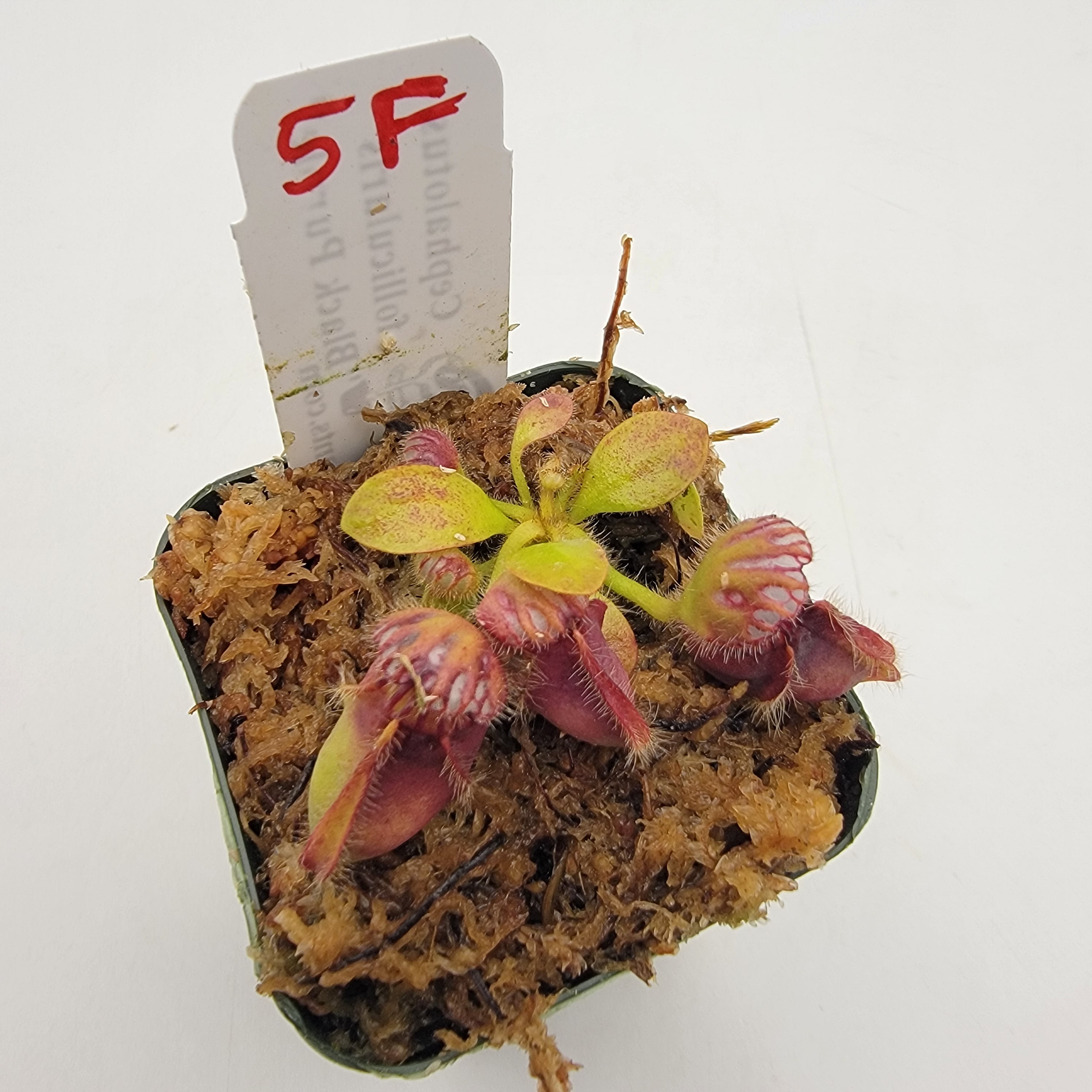 Cephalotus follicularis 