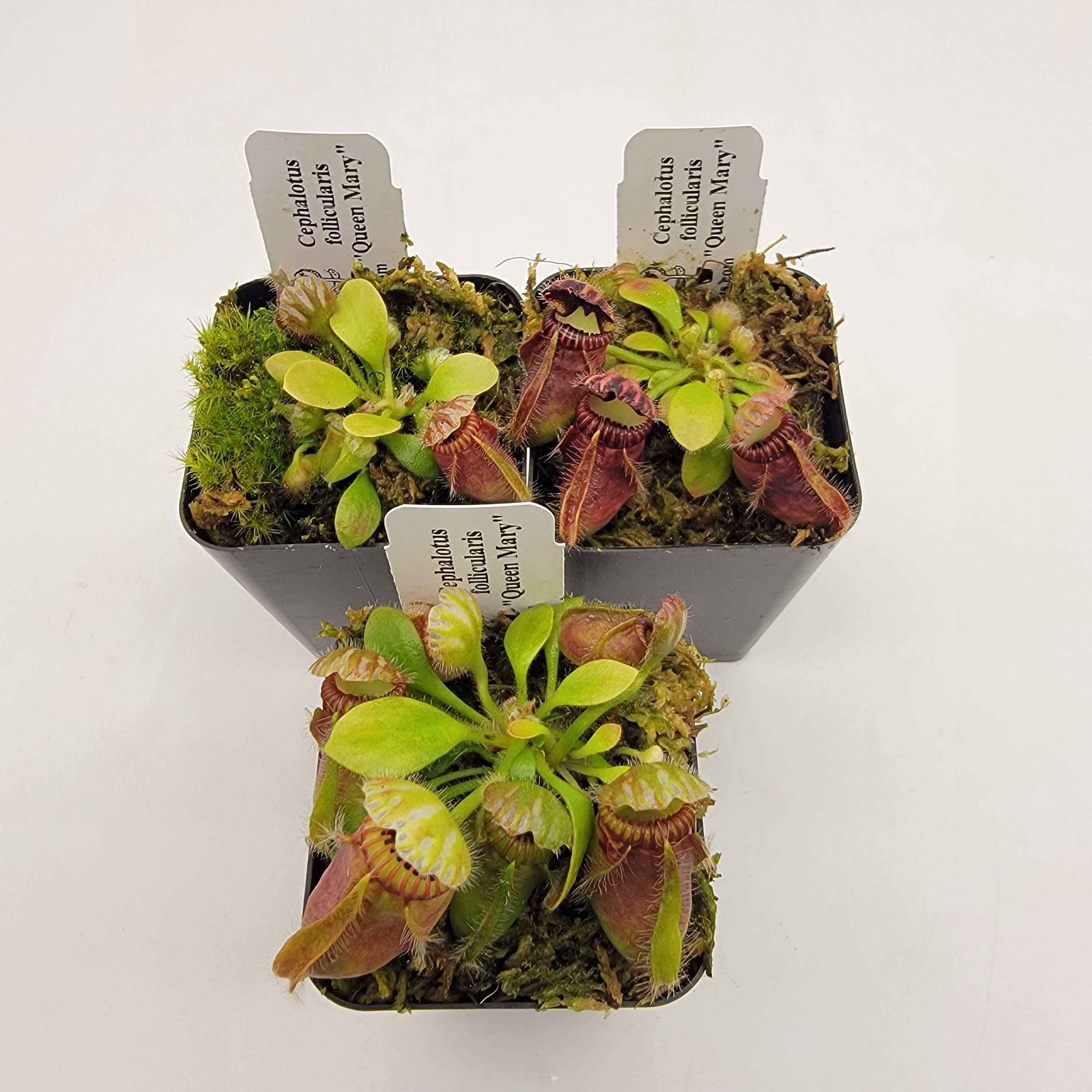 Cephalotus follicularis HMZ×SOHG Cephalotus Follicularis for Sale | Albany Pitcher Plant