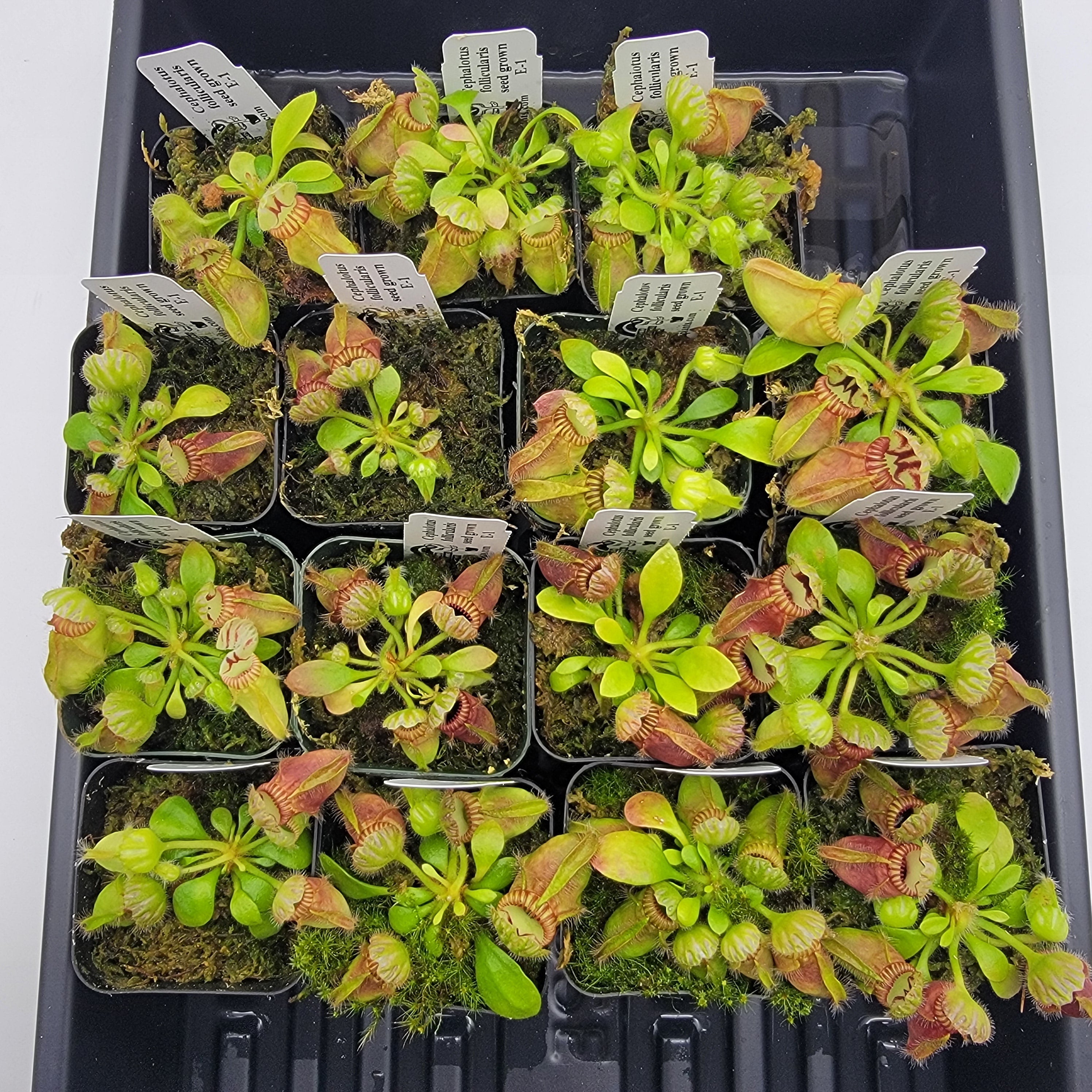 Cephalotus follicularis seed grown