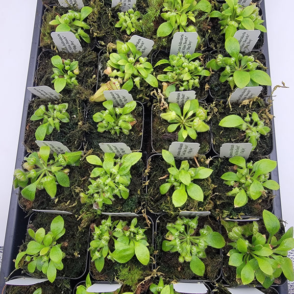 Cephalotus follicularis 
