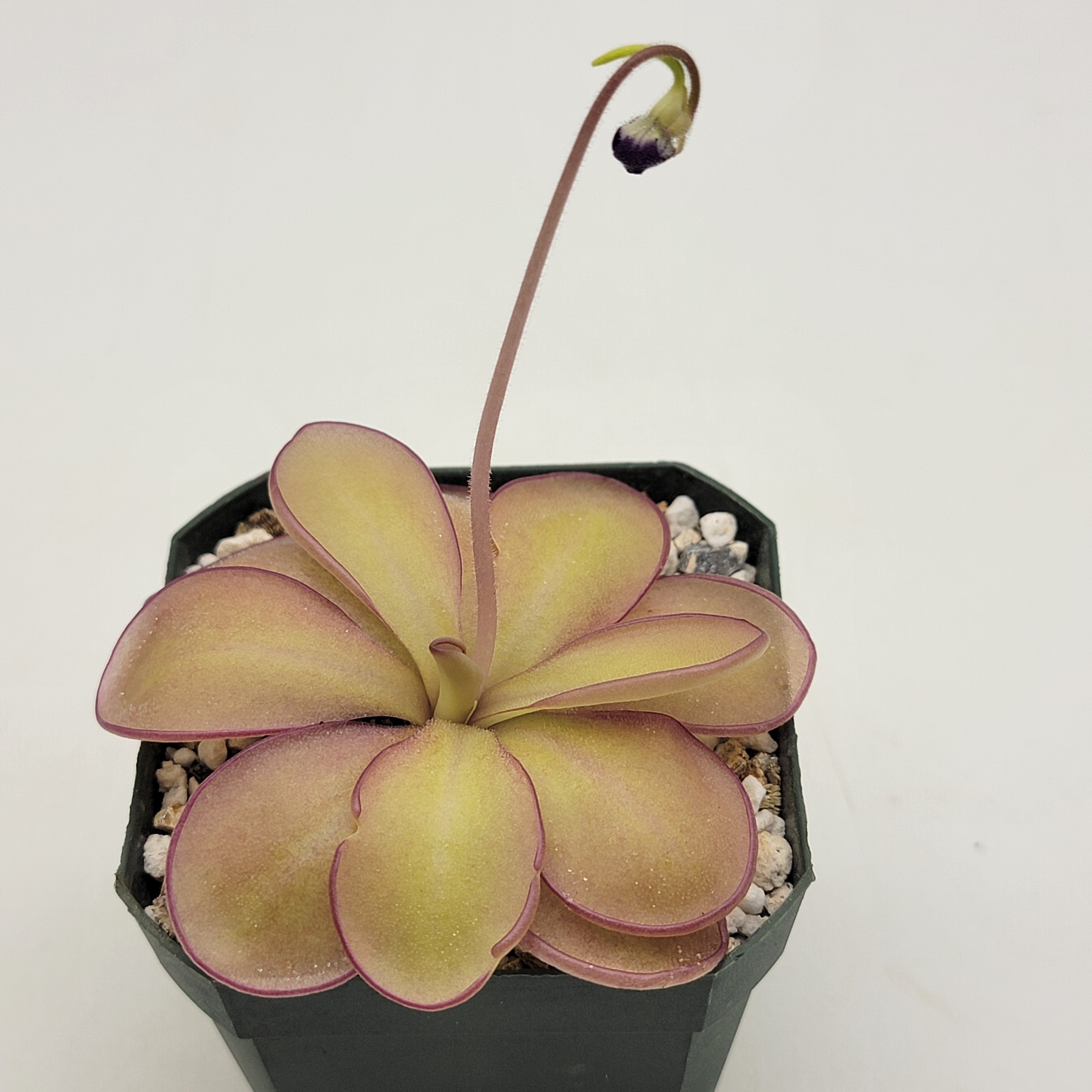 Pinguicula agnata "Scented Flower" x (laueana CP2 x emarginata)