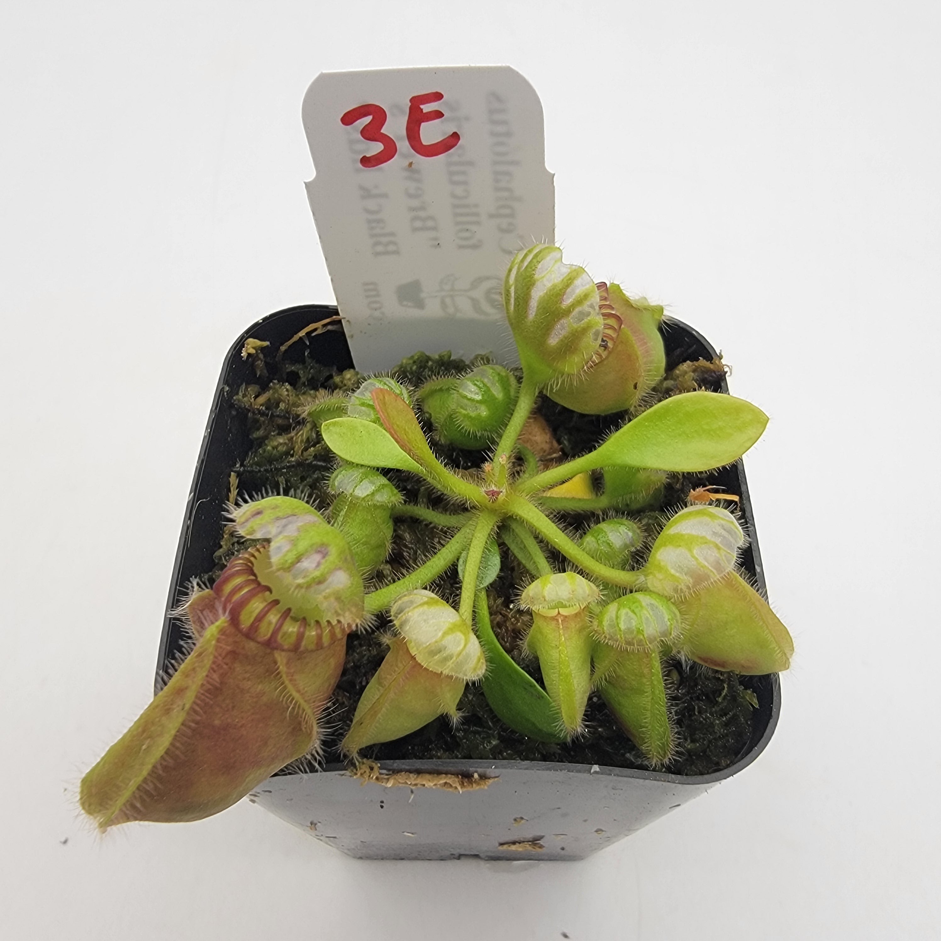 Cephalotus follicularis 
