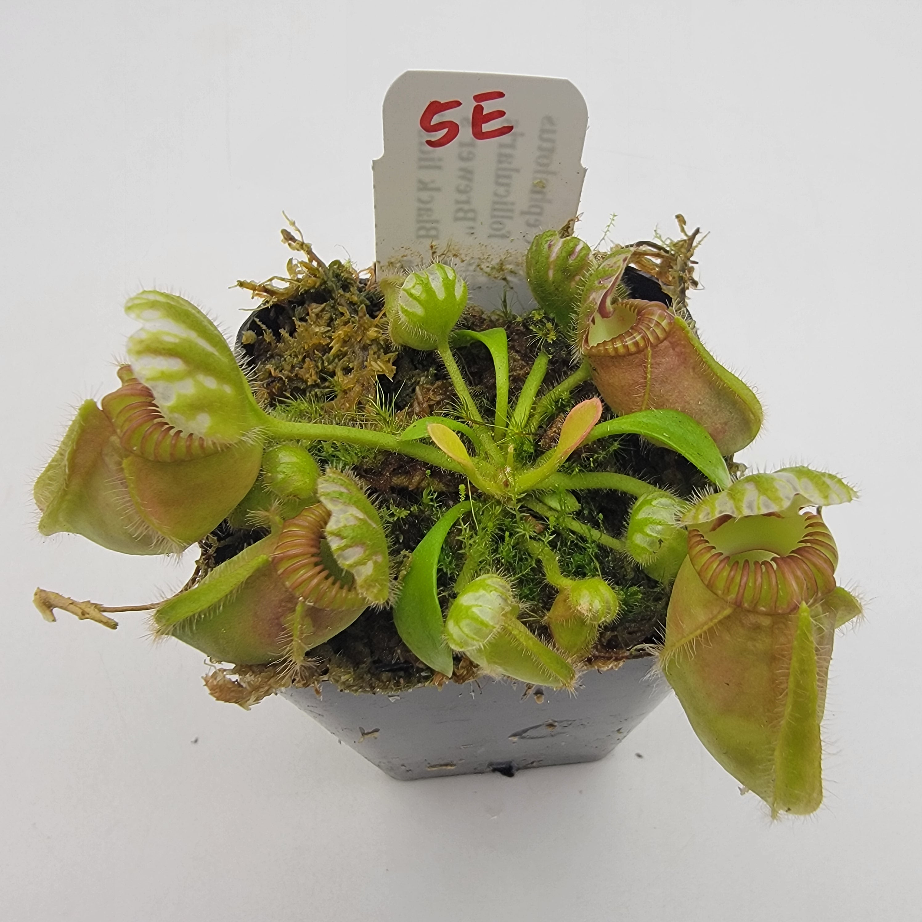 Cephalotus follicularis 