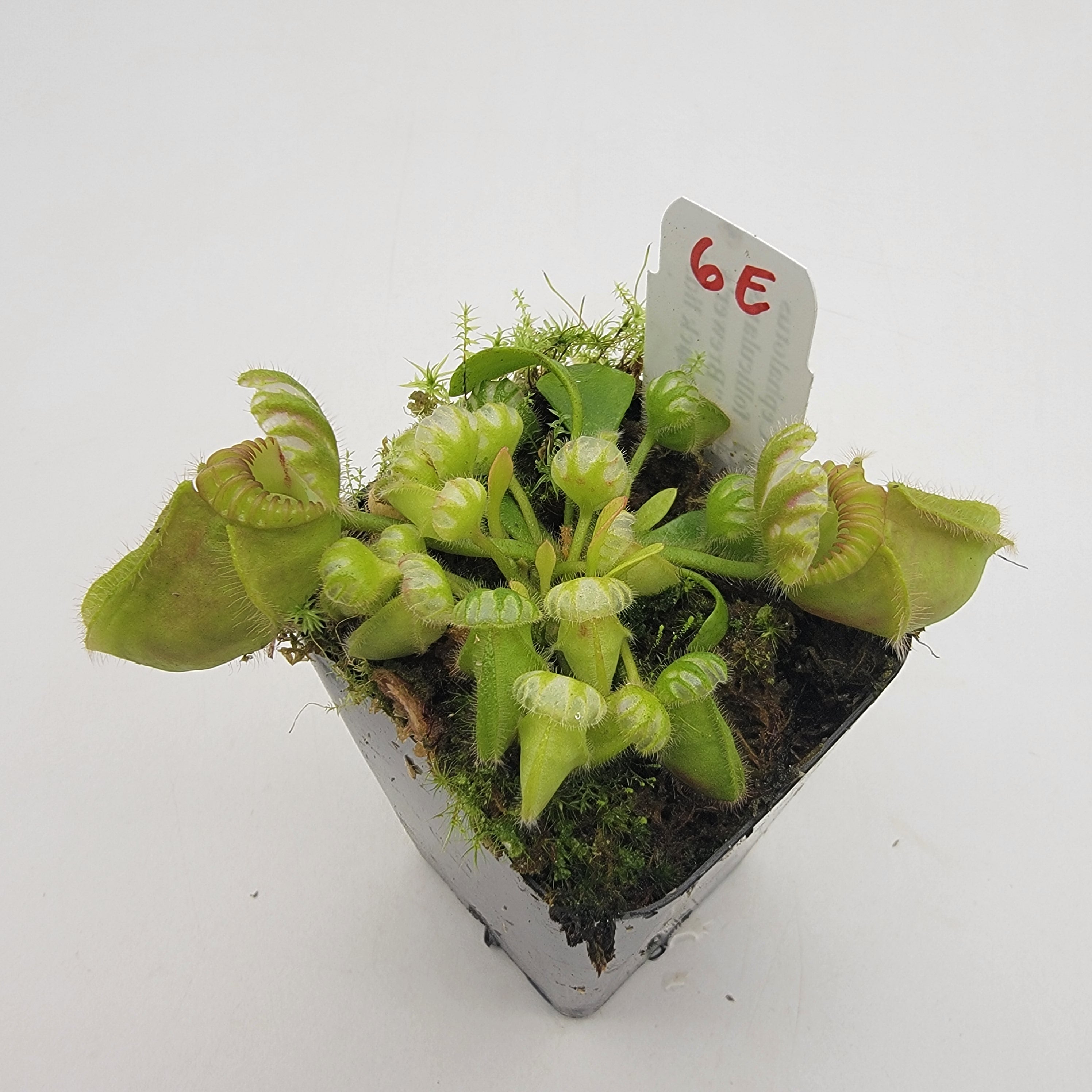 その他観葉植物 Cephalotus follicularis`GermanGiant' C.C Cephalotus Follicularis German giant x Czech giant for Sale | My