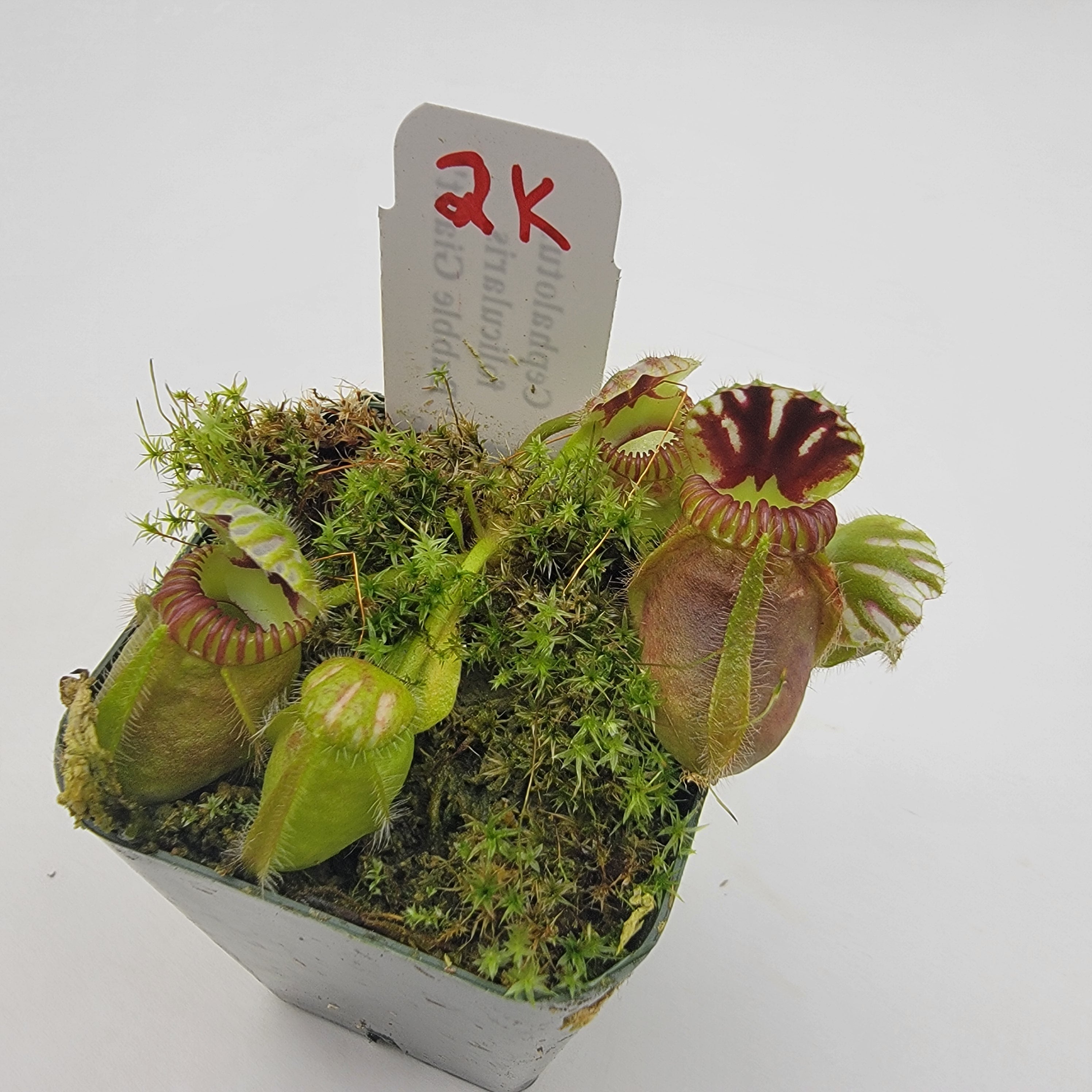 Cephalotus follicularis "Bubble Giant" WBG (1K-9K)