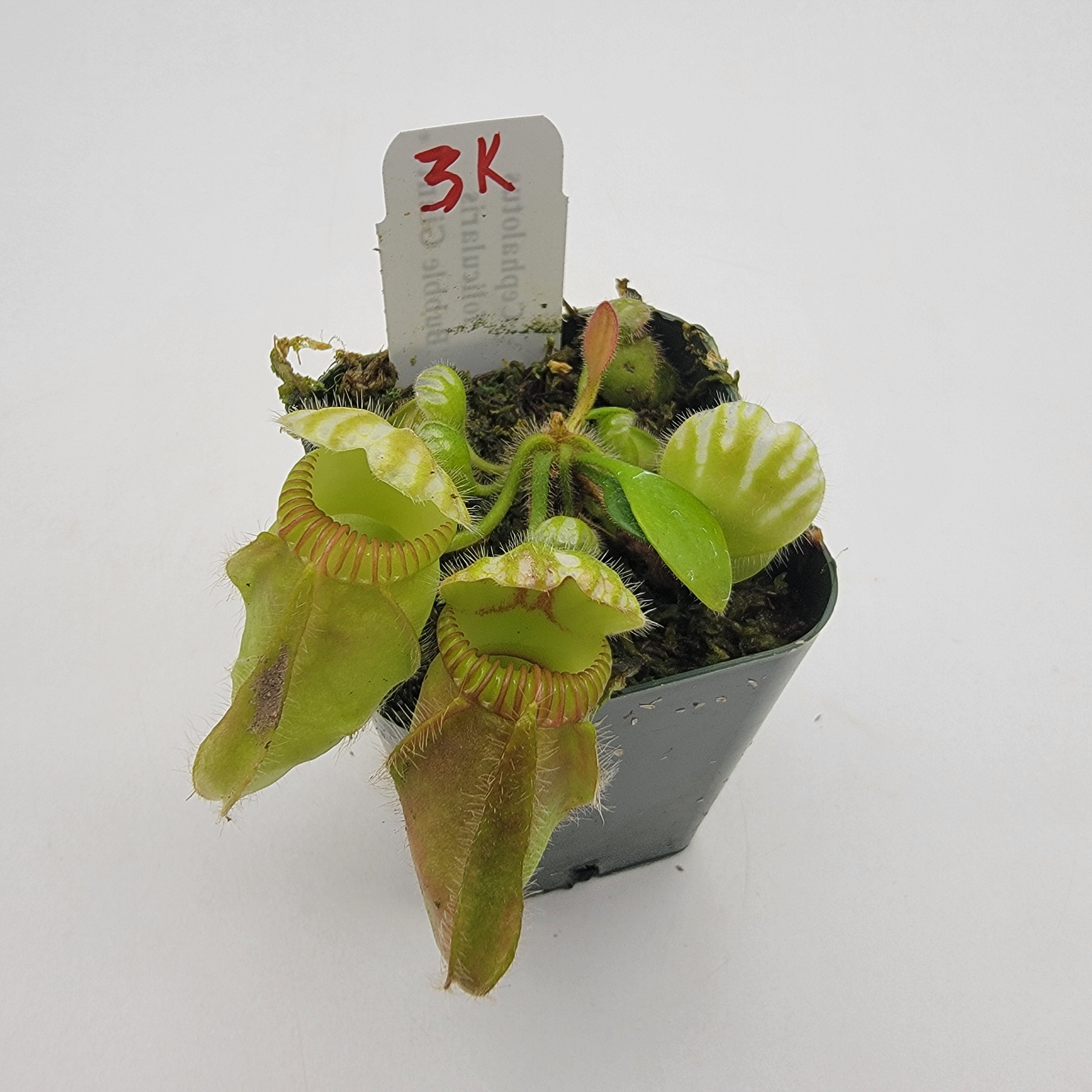 Cephalotus follicularis "Bubble Giant" WBG (1K-9K)