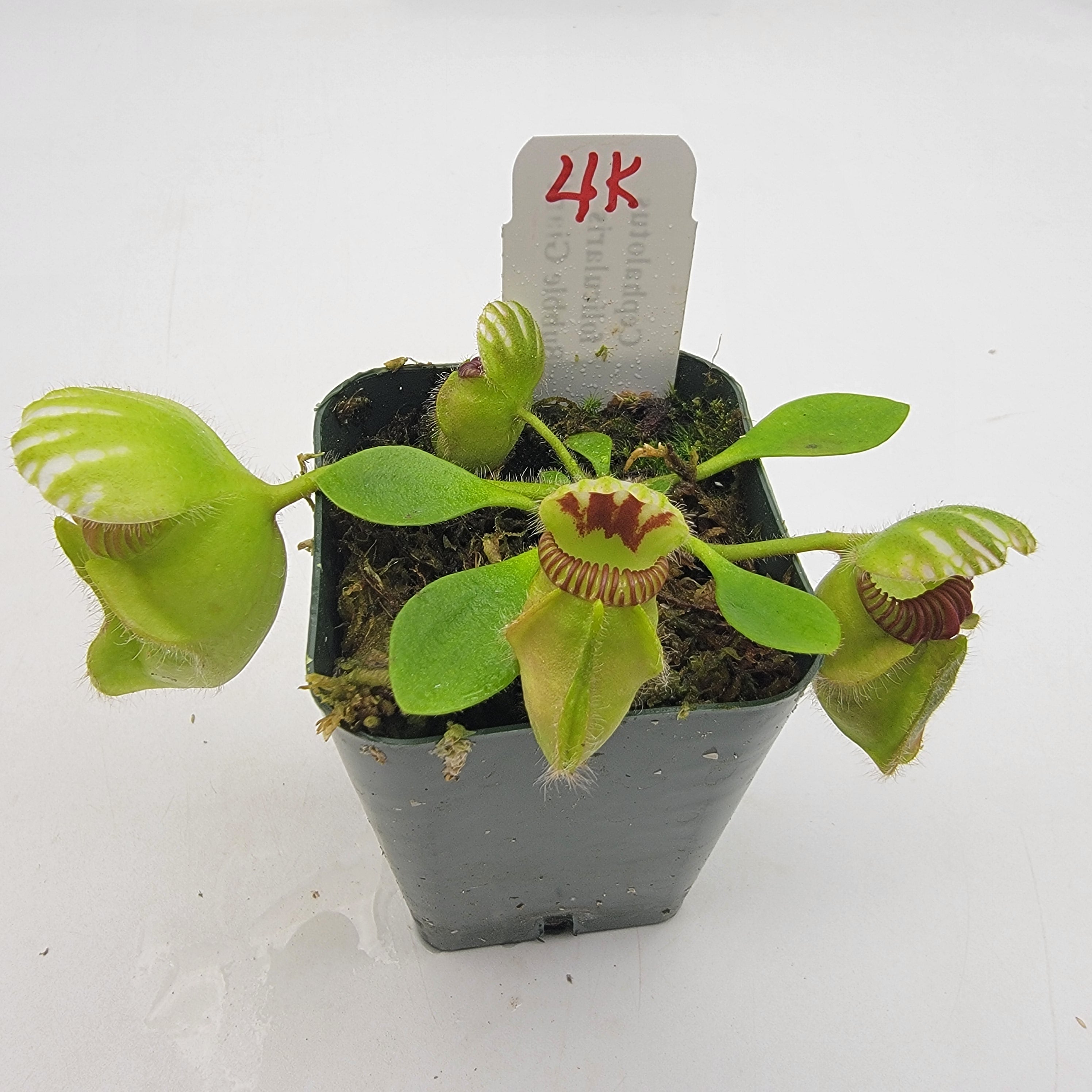 Cephalotus follicularis 