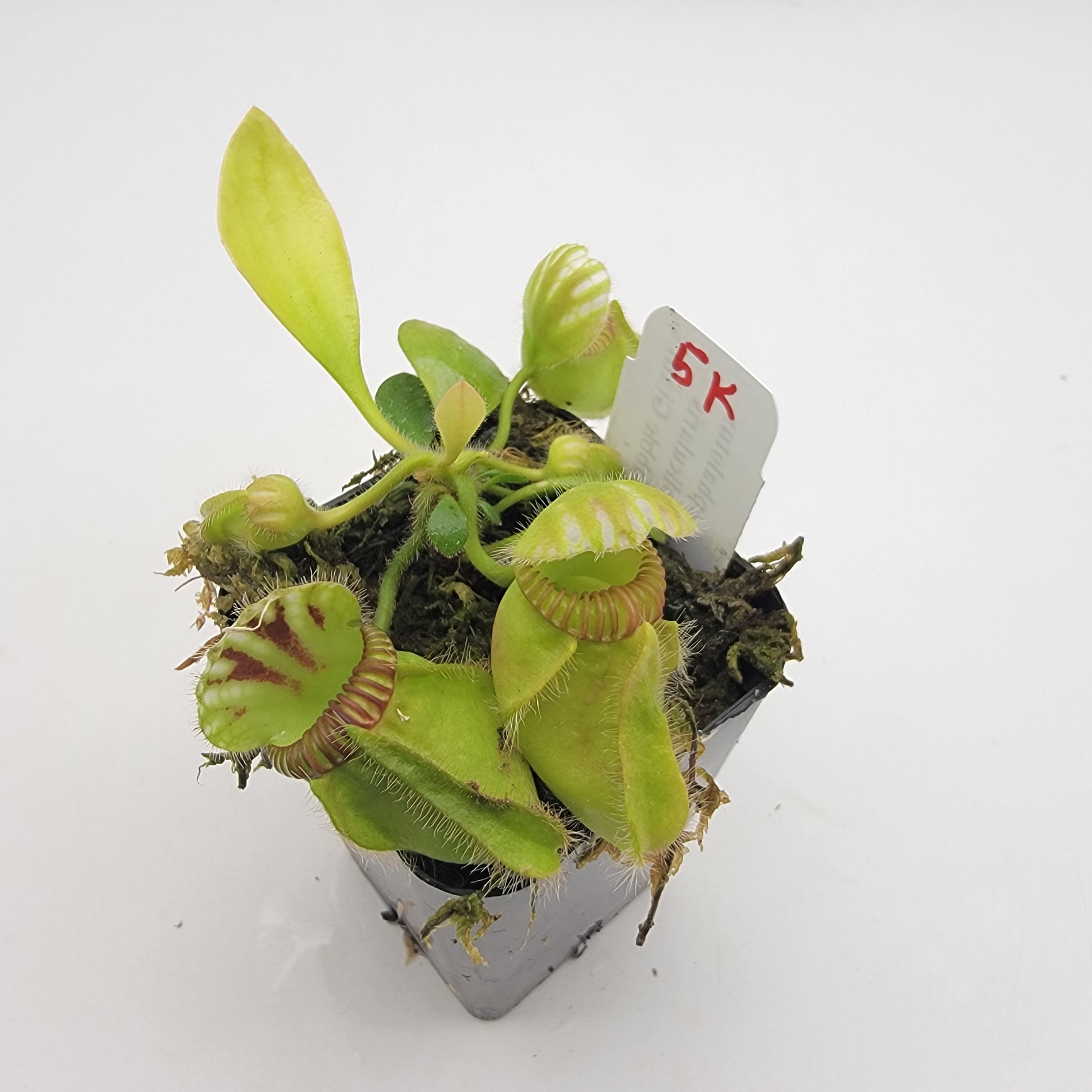 Cephalotus follicularis "Bubble Giant" WBG (1K-9K)