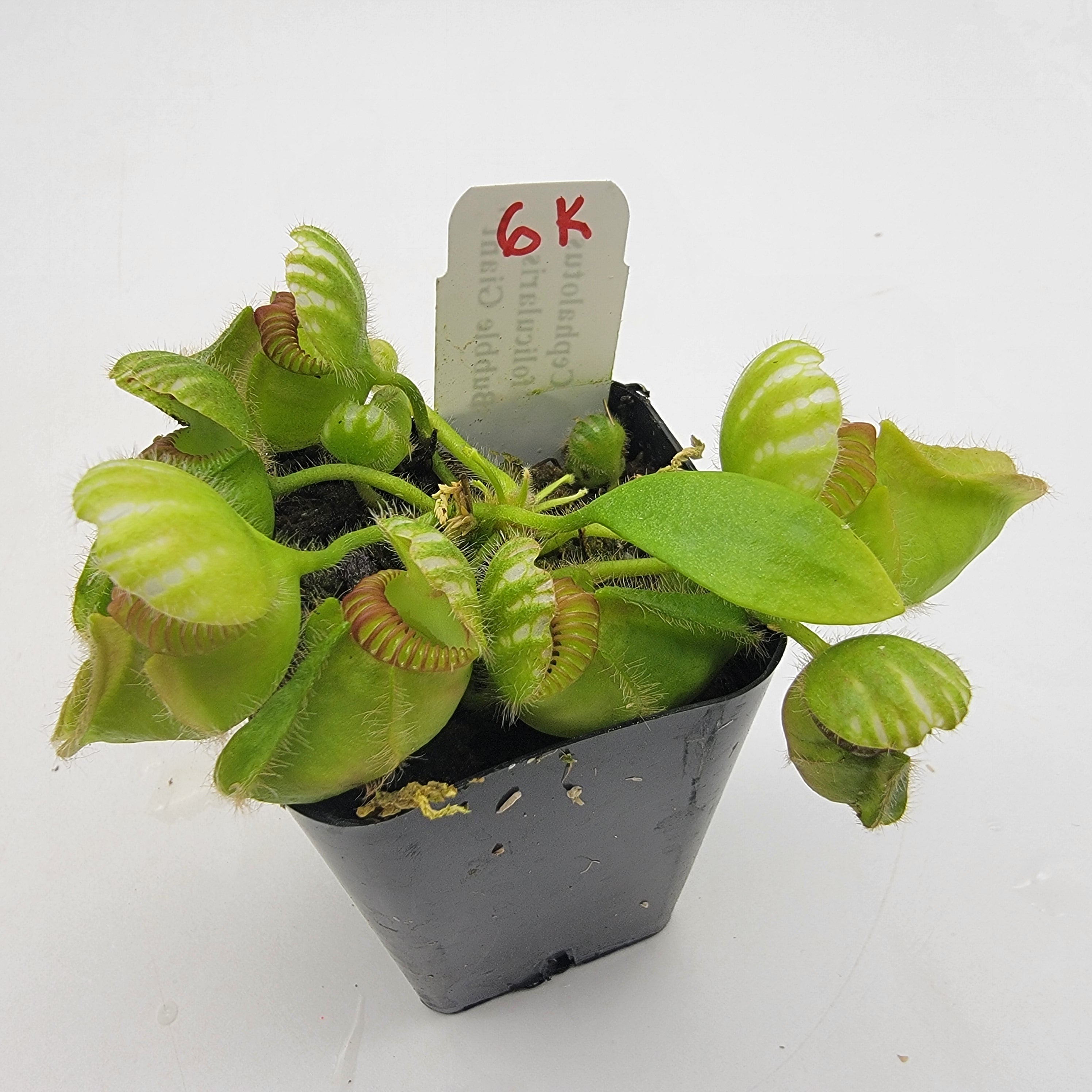 Cephalotus follicularis "Bubble Giant" WBG (1K-9K)