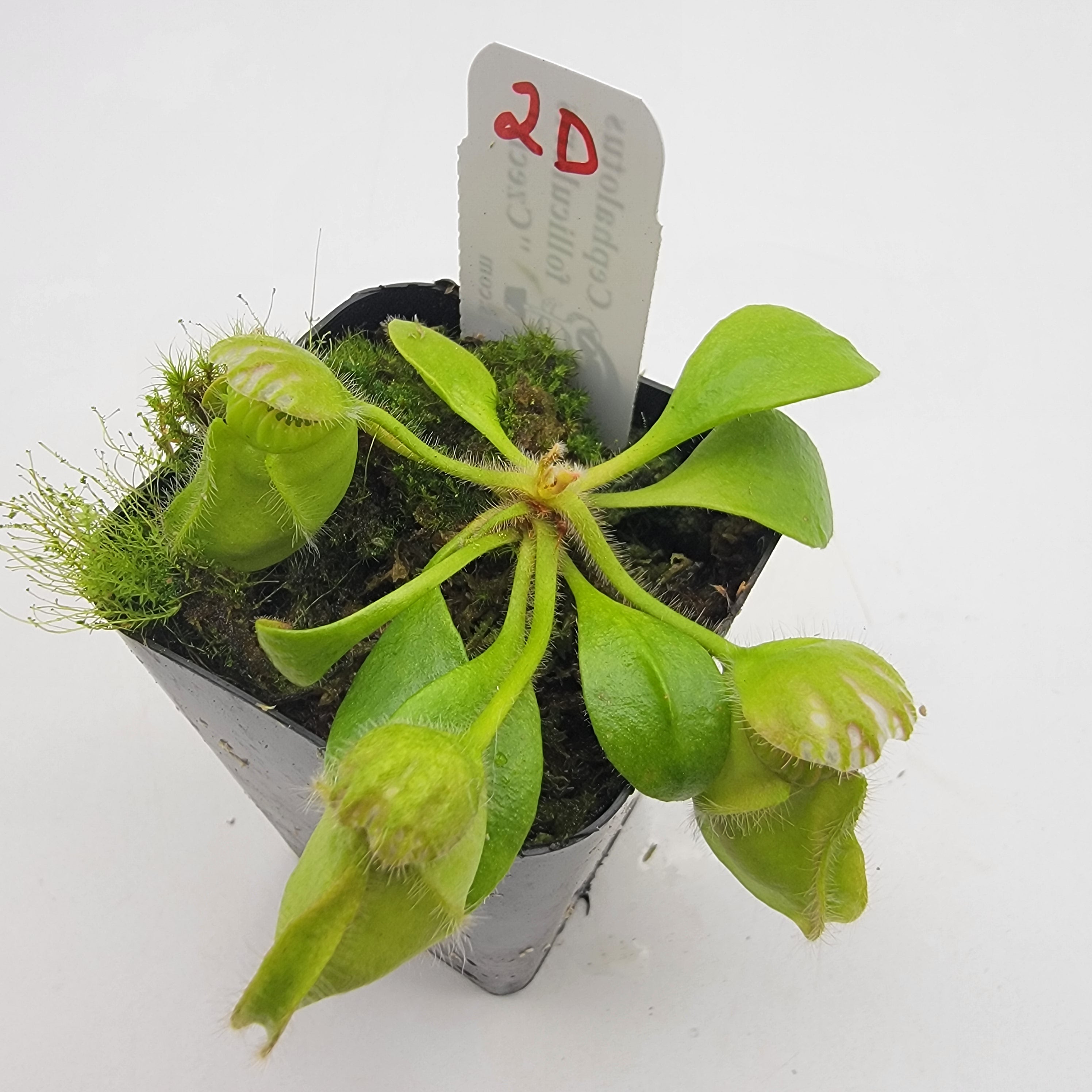 Cephalotus follicularis "Czech" WCZ (1D-5D)